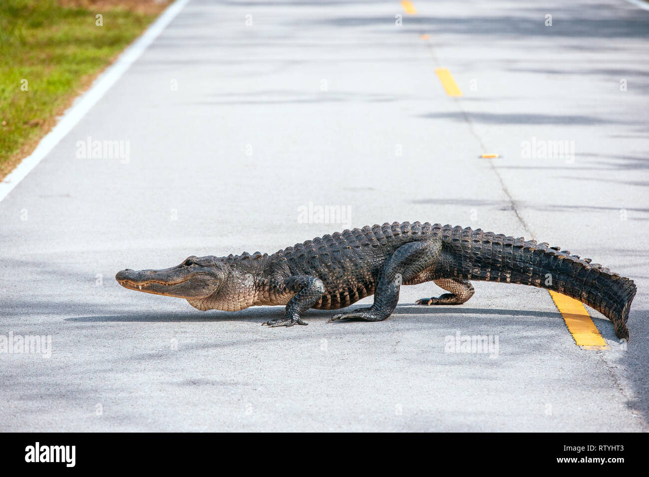 Alligator Alligator mississippiensis) (traversée d'une route dans le parc national des Everglades. La Floride. USA Banque D'Images Alligator Alligator mississippiensis) (traversée d'une route dans le parc national des Everglades. La Floride. USA Banque D'Images