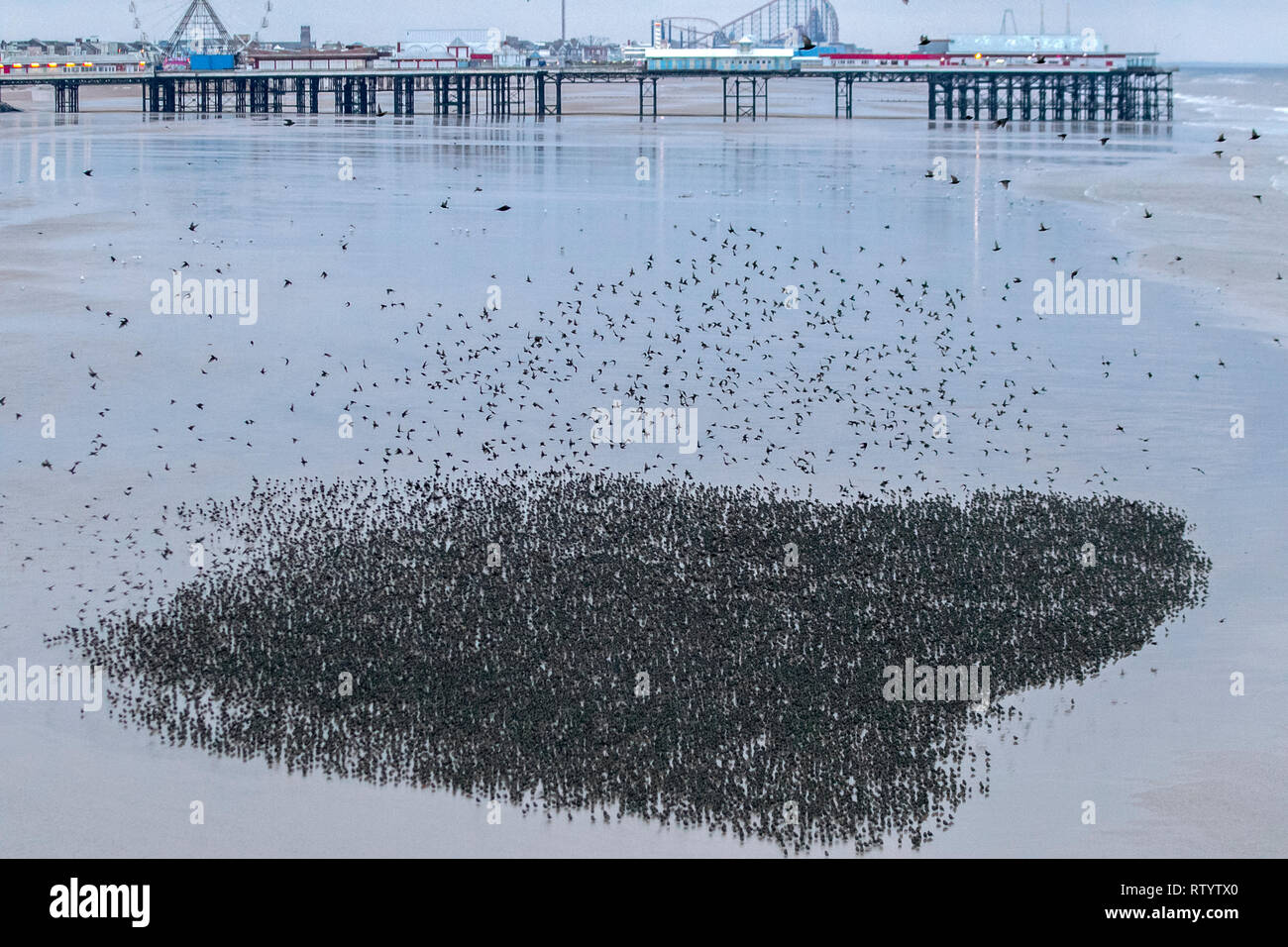 Blackpool, Lancashire, Royaume-Uni. Le 3 mars 2019. Météo britannique. Les conditions très venteuses comme des milliers d'étourneaux se rassemblent sur la rive avant de se percher. Les étourneaux volent des kilomètres pour se rendre à leurs dortoirs, mais alors que le site certains de ces oiseaux sont des résidents du Royaume-Uni, la majorité sera d'oiseaux migrateurs venant d'Europe. Il semble que le plus froid de l'hiver est en Europe, avec de fortes tempêtes de vent les aidant, d'autres apparaîtront et recueillir ici prendre un peu de répit de temps en rassemblant sur la rive. /AlamyLiveNews MediaWorldImages Crédit : Banque D'Images