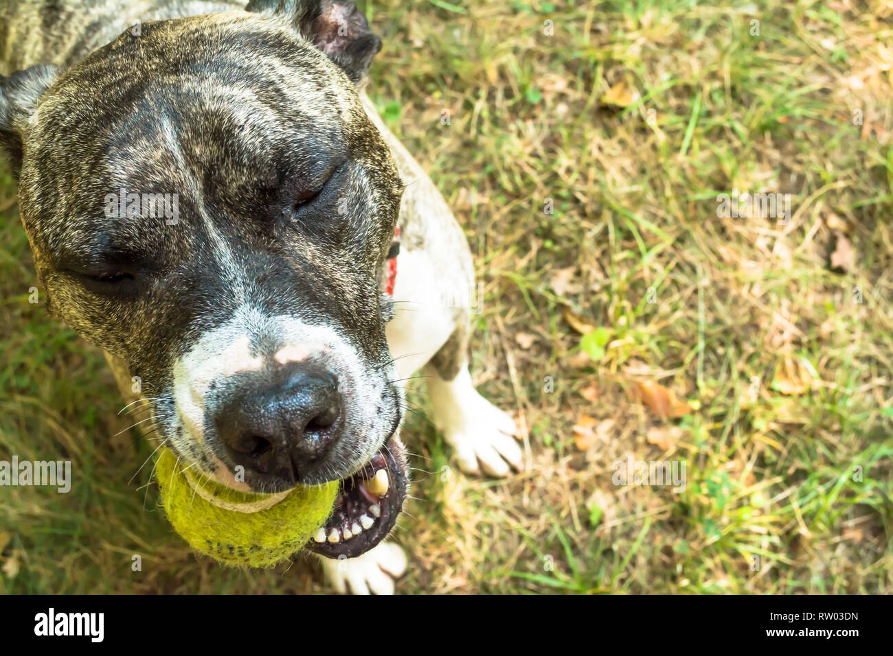 Race de chien Boerboel avec une balle de tennis dans ses dents sur la nature dans le parc en été, close-up Banque D'Images