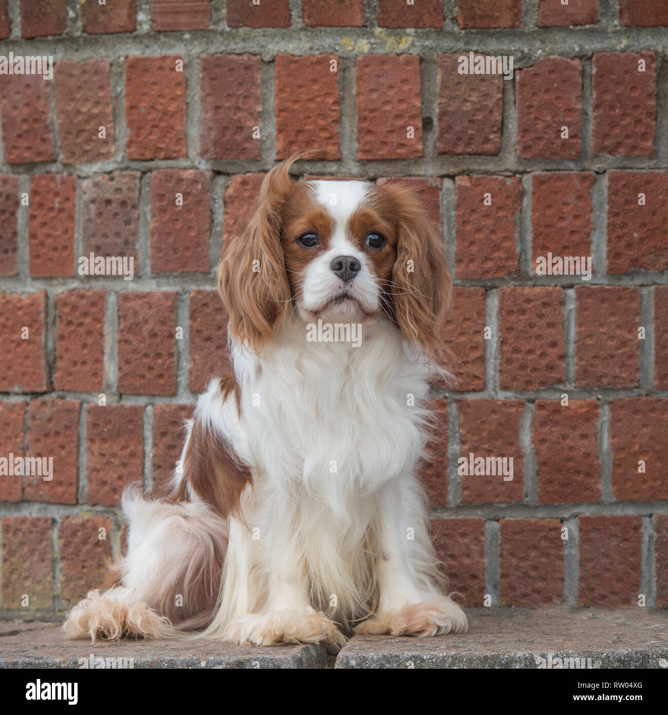 Cavalier King Charles Spaniel Banque D'Images