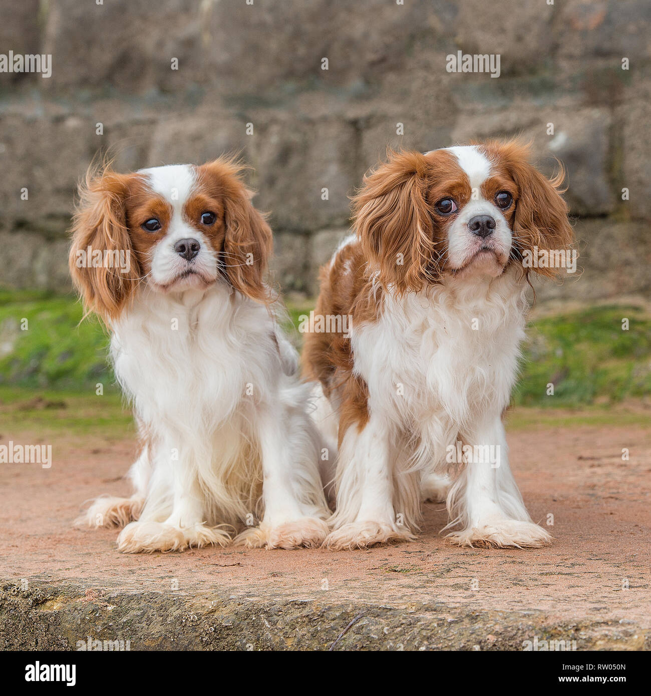Cavalier King Charles Spaniel Banque D'Images