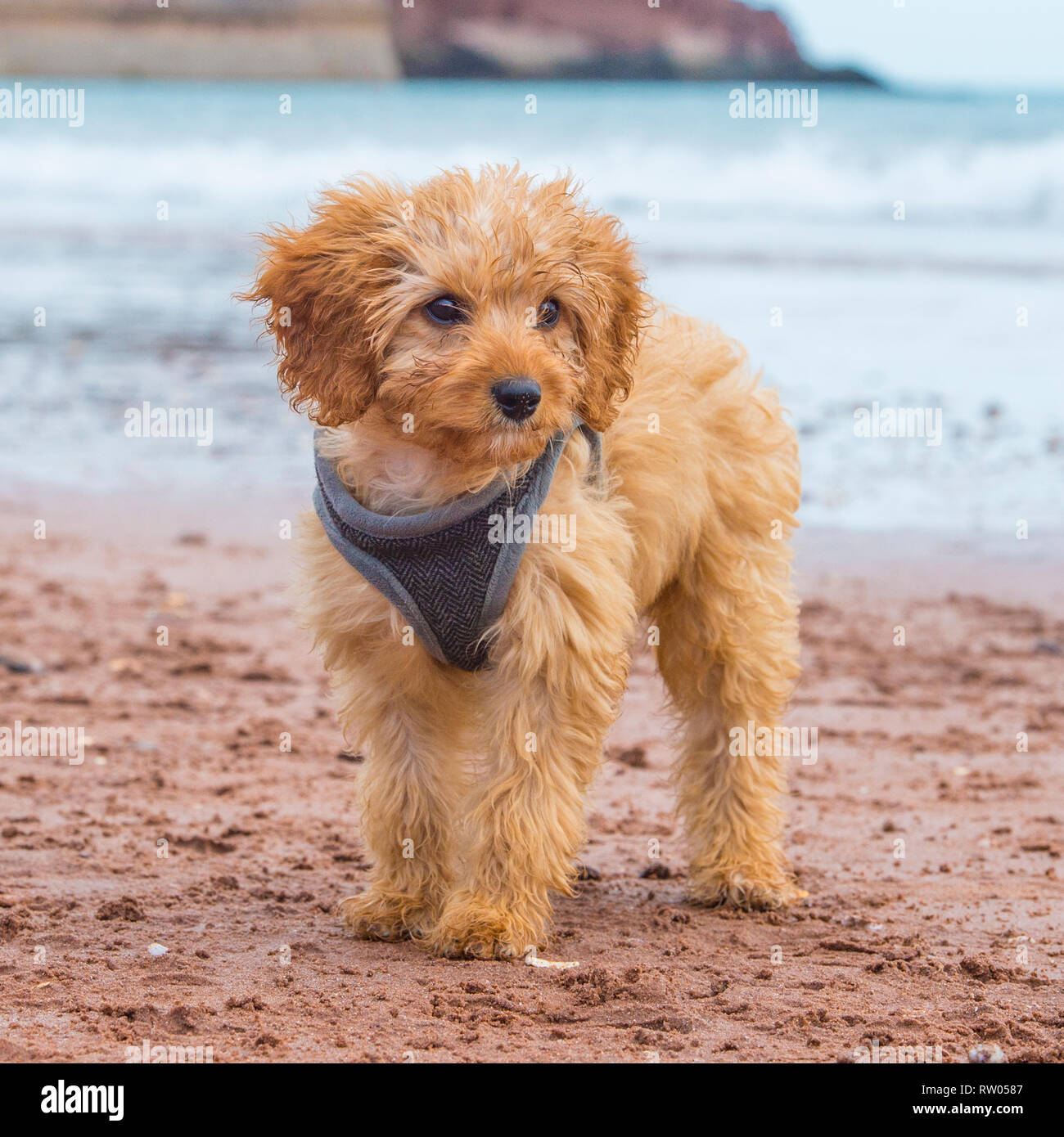 Cockapoo dog Banque D'Images