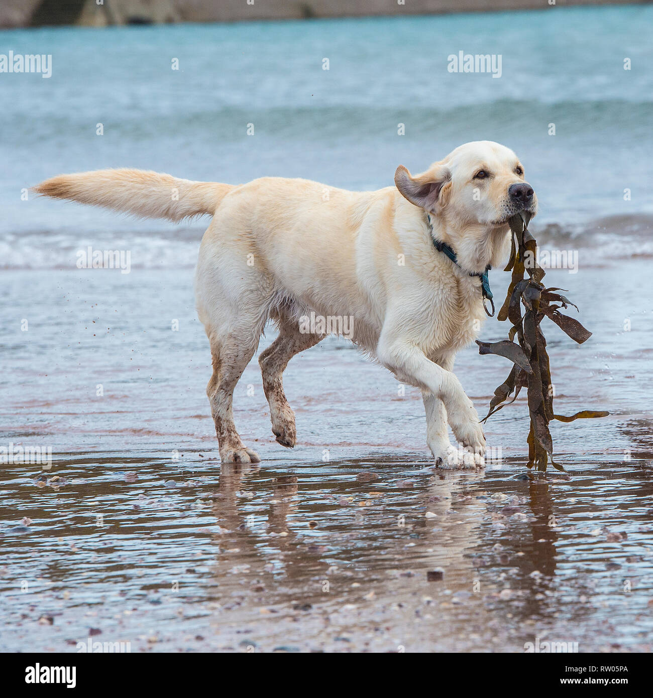 Labrador retriever, jaune, dans la mer Banque D'Images