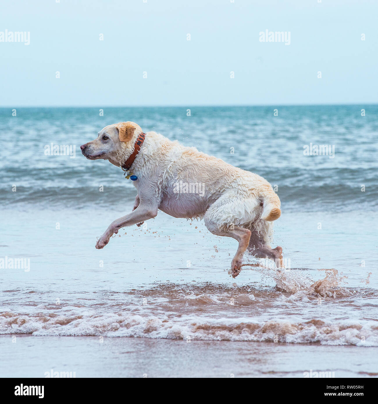 Labrador retriever, jaune, dans la mer Banque D'Images