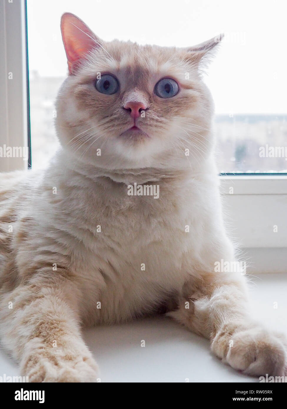 Chat blanc se trouve sur le lit et regarde le spectateur Banque D'Images