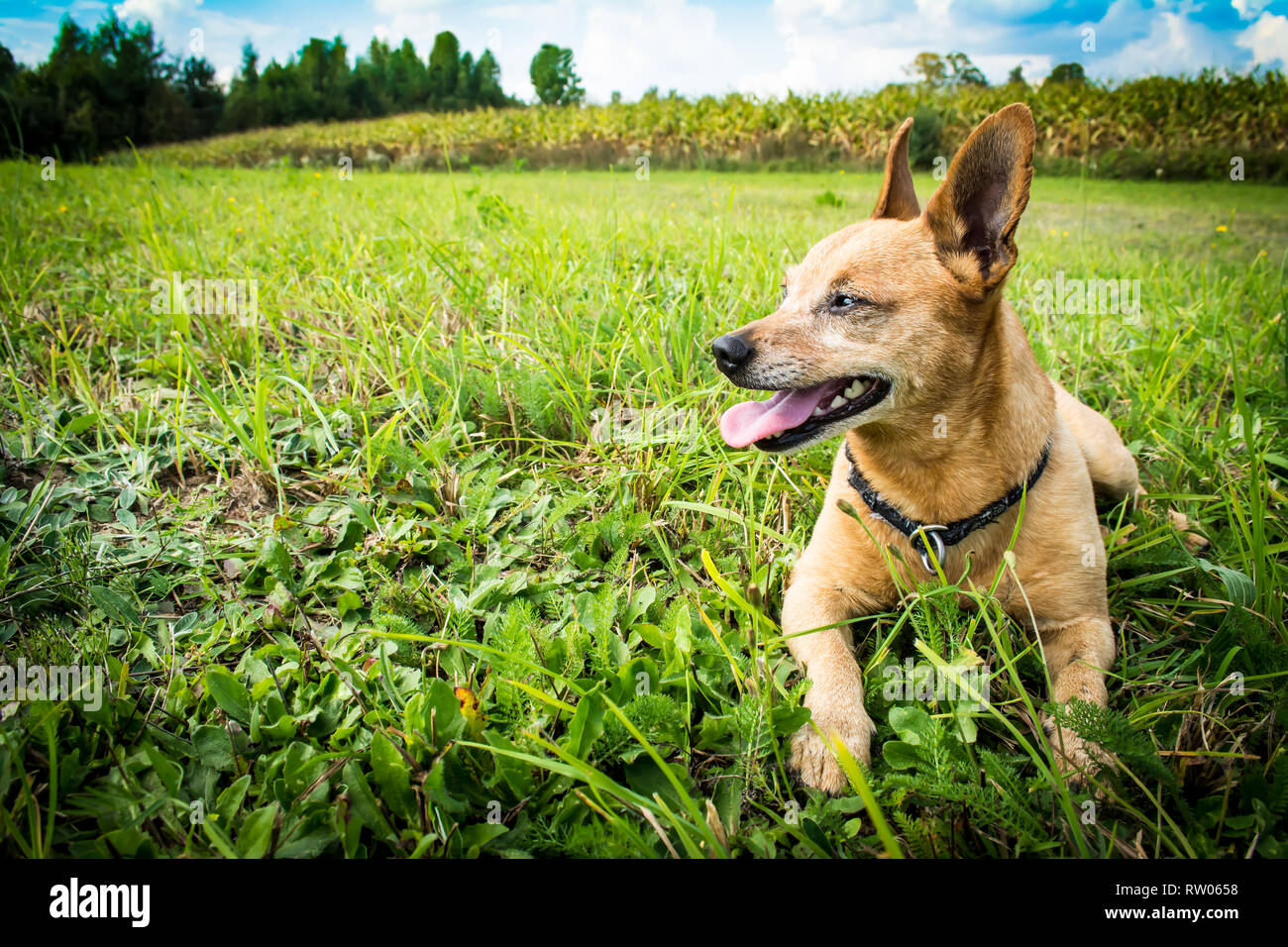 Race De Chien Pinscher Nain Avec Langue Flâner Sur La Nature