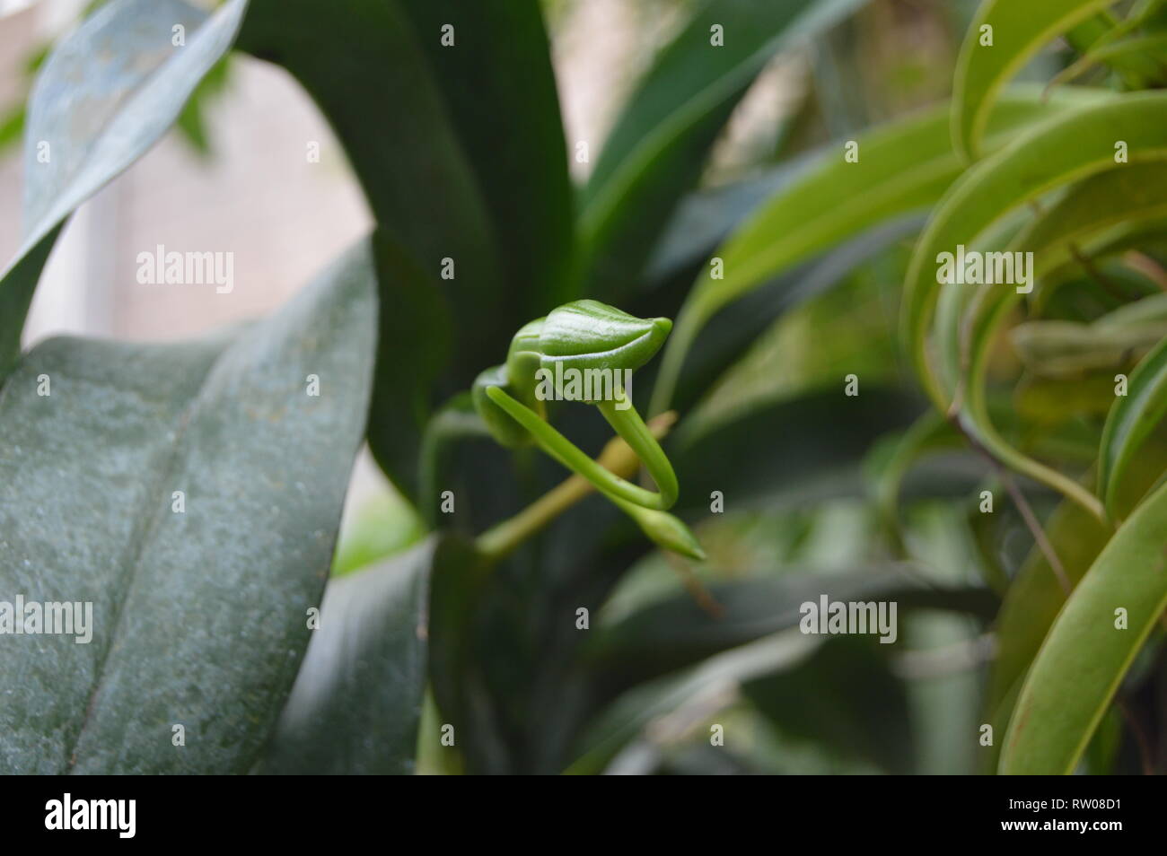 L'Orchidée Angraecum sesquipedale, Darwins, en bouton, St Andrews, Scotland Banque D'Images