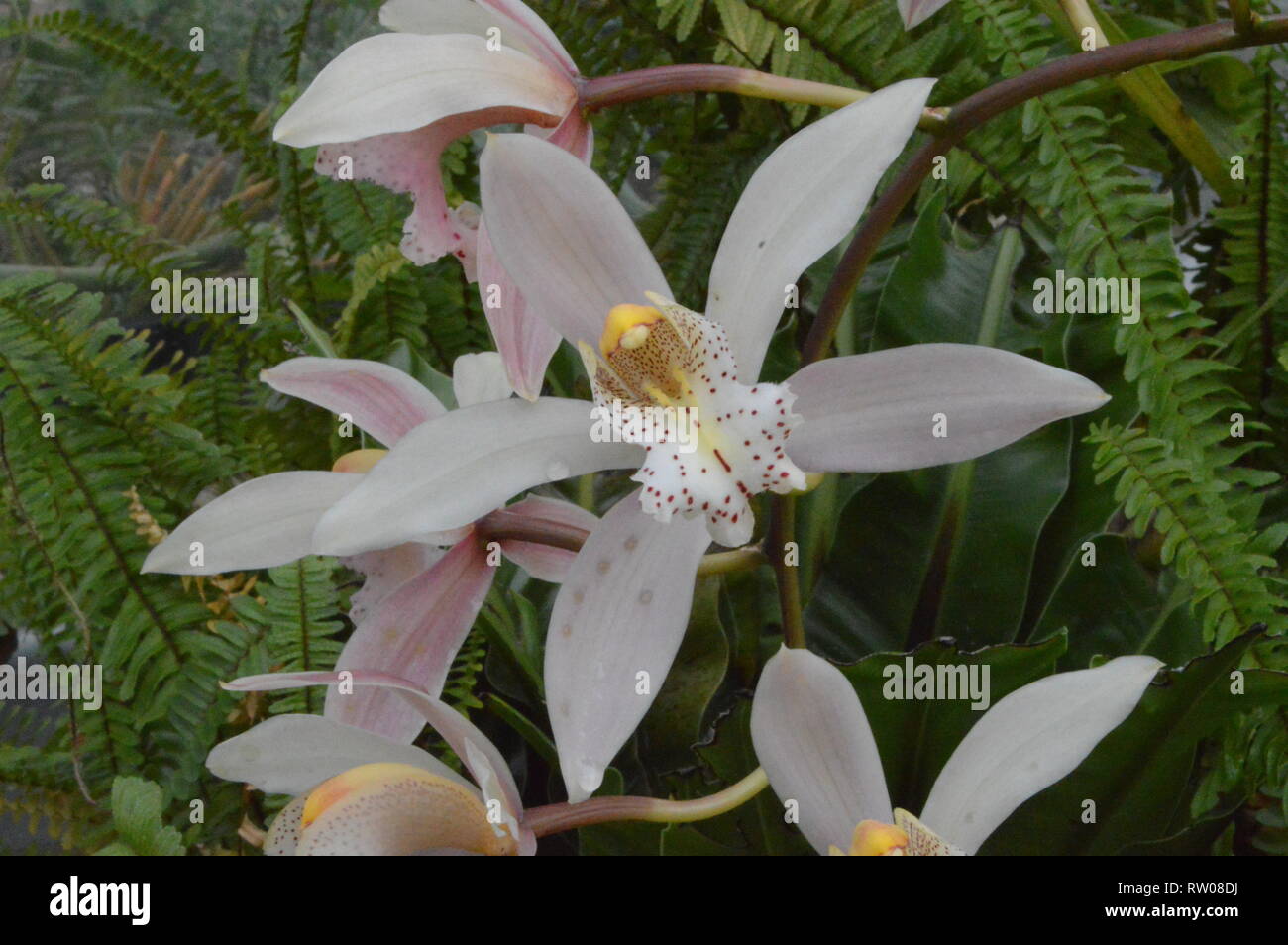 Cymbidium Vieux Rose, orchidée Bateau Banque D'Images