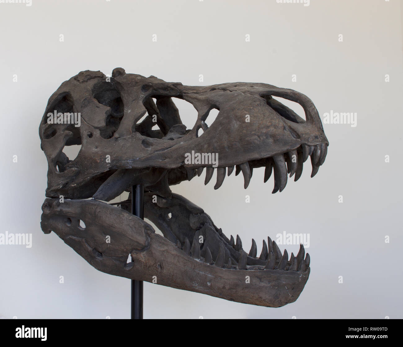 Skull dinosaur tyrannosaurus rex Banque de photographies et d’images à — free download