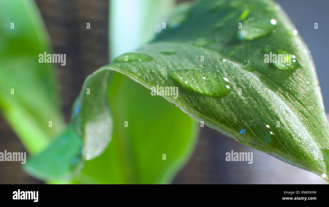 Libre de la feuille humide après la pluie avec des gouttelettes Banque D'Images