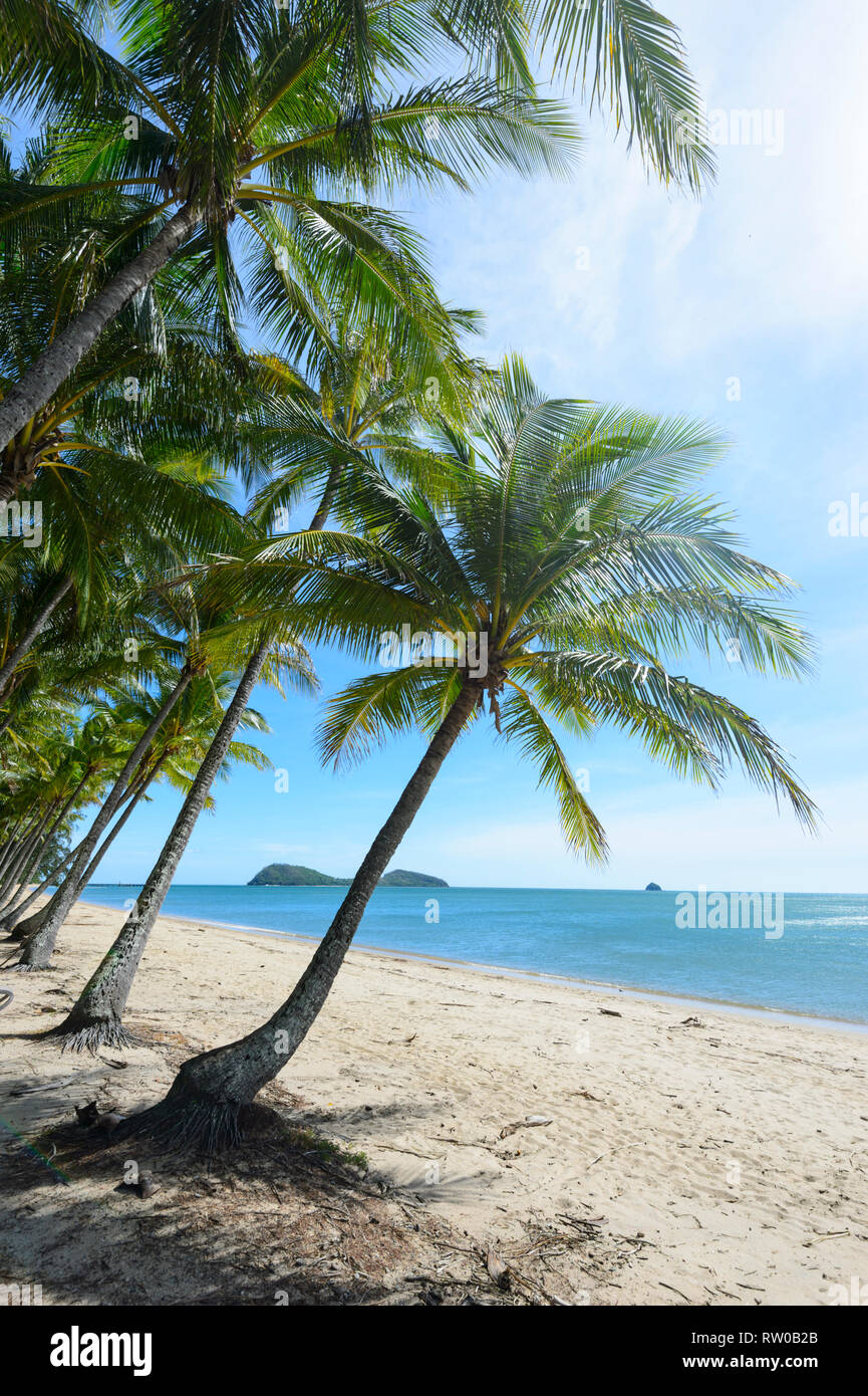 Vue idyllique sur un sable sable tropical exotique avec des palmiers, Palm Cove Cairns, Plages du Nord, Extrême Nord du Queensland, Queensland, Australie, FNQ Banque D'Images