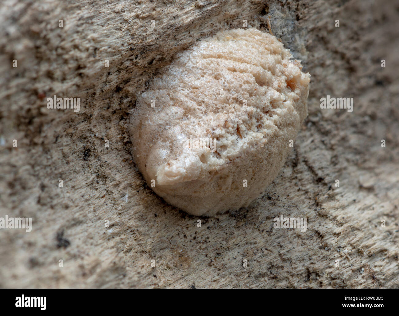 Praying Mantis Ootheca - close up d'un oeuf sac d'une mante religieuse Banque D'Images