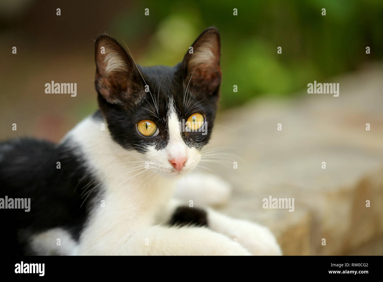 Noir Et Blanc Petit Chat Errant Avec Hypnotiser Les Yeux Jaunes Et Portant Sur La Chaussee Trottoir A La Recherche En Appareil Photo Photo Stock Alamy