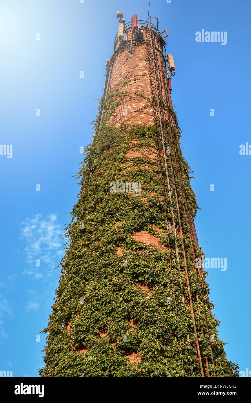 Ancienne cheminée en brique avec des antennes cellulaires sur le dessus recouvert d'une plante grimpante vert Banque D'Images