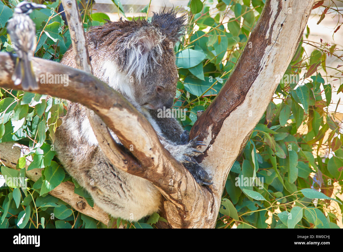 Koala dormir sur un arbre à koalas de Yanchep Promenade, l'ouest de l'Australie, l'Australie Banque D'Images