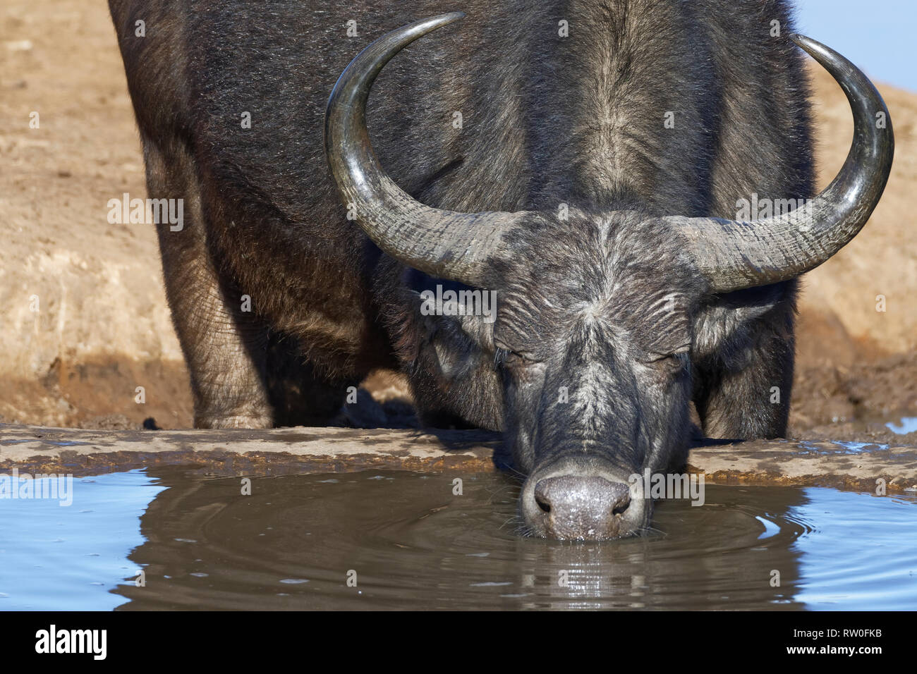 Buffle d'Afrique (Syncerus caffer), adulte, de boire à un point d'eau du parc national Addo, Eastern Cape, Afrique du Sud, l'Afrique Banque D'Images