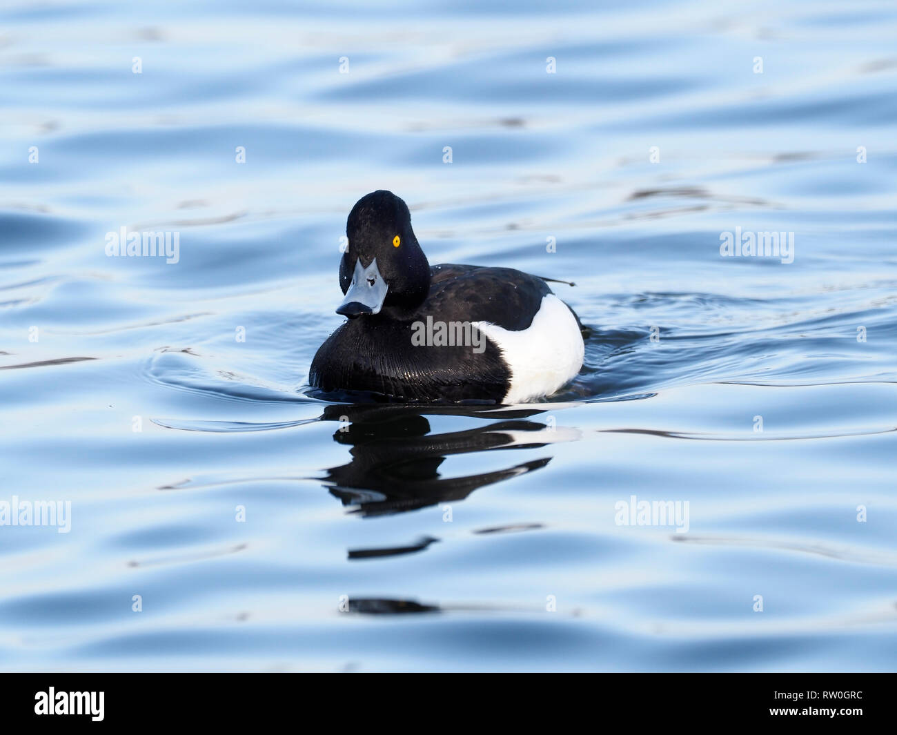 Fuligule morillon Aythya fuligula,, seul mâle sur l'eau, de l'Écosse, Février 2019 Banque D'Images