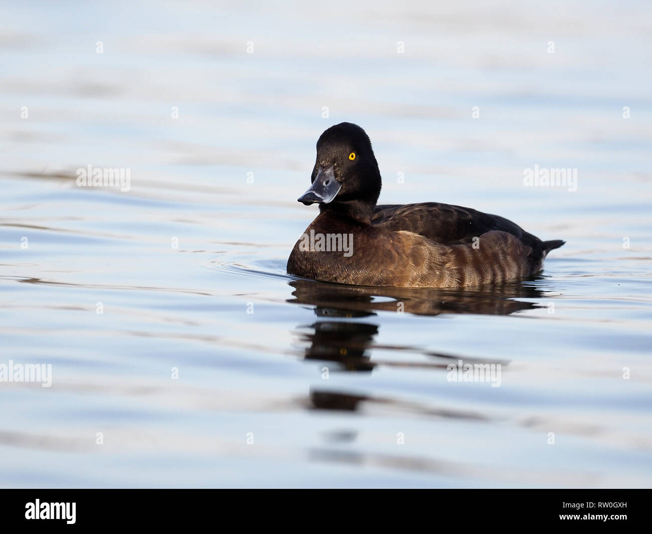 Fuligule morillon Aythya fuligula,, seule femelle sur l'eau, de l'Écosse, Février 2019 Banque D'Images