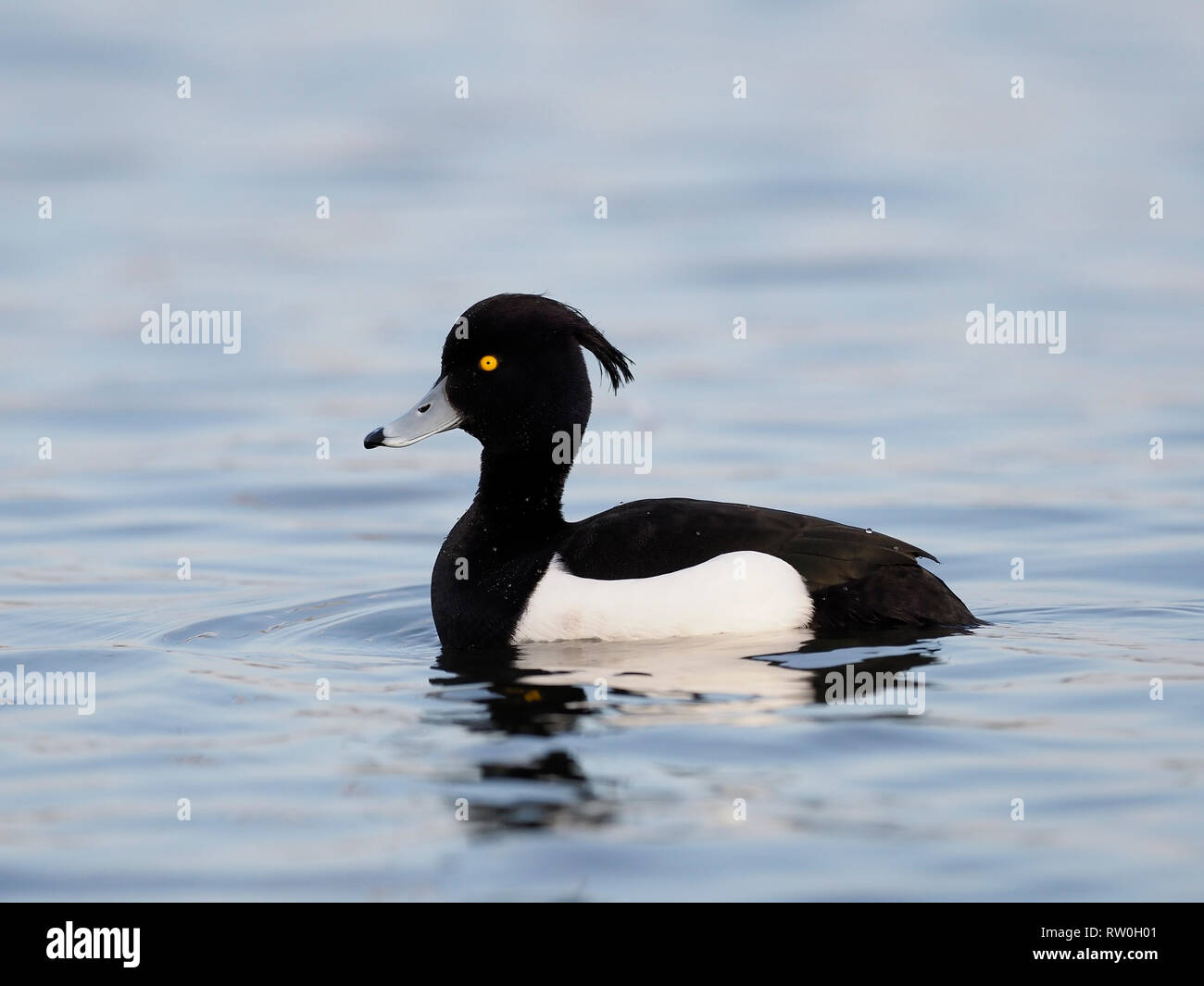 Fuligule morillon Aythya fuligula,, seul mâle sur l'eau, de l'Écosse, Février 2019 Banque D'Images