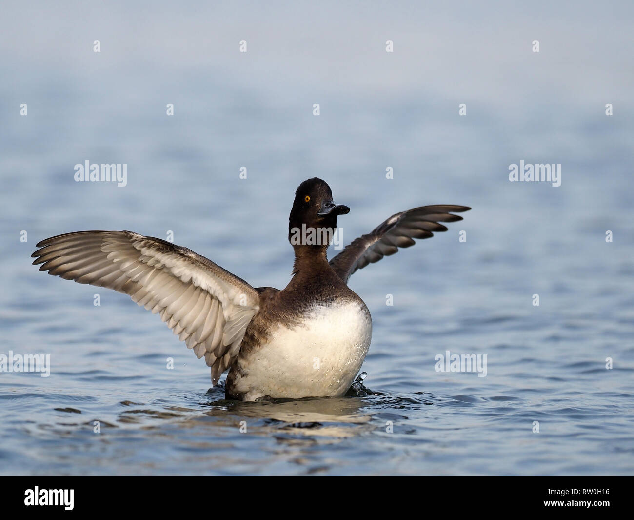 Fuligule morillon Aythya fuligula,, seule femelle sur l'eau, de l'Écosse, Février 2019 Banque D'Images