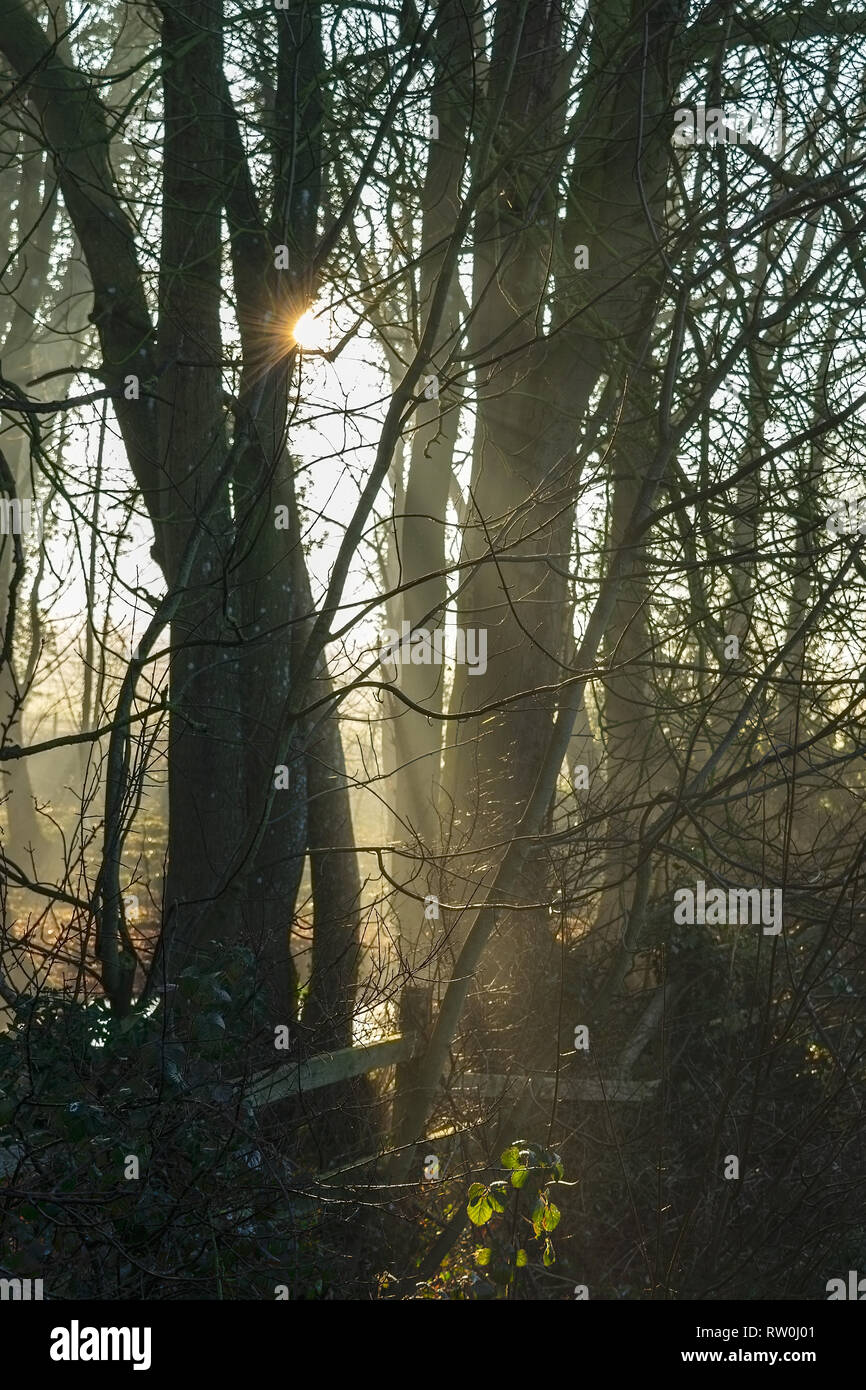 Tôt le matin, le brouillard et le gel avec le soleil qui brille à travers les arbres Banque D'Images