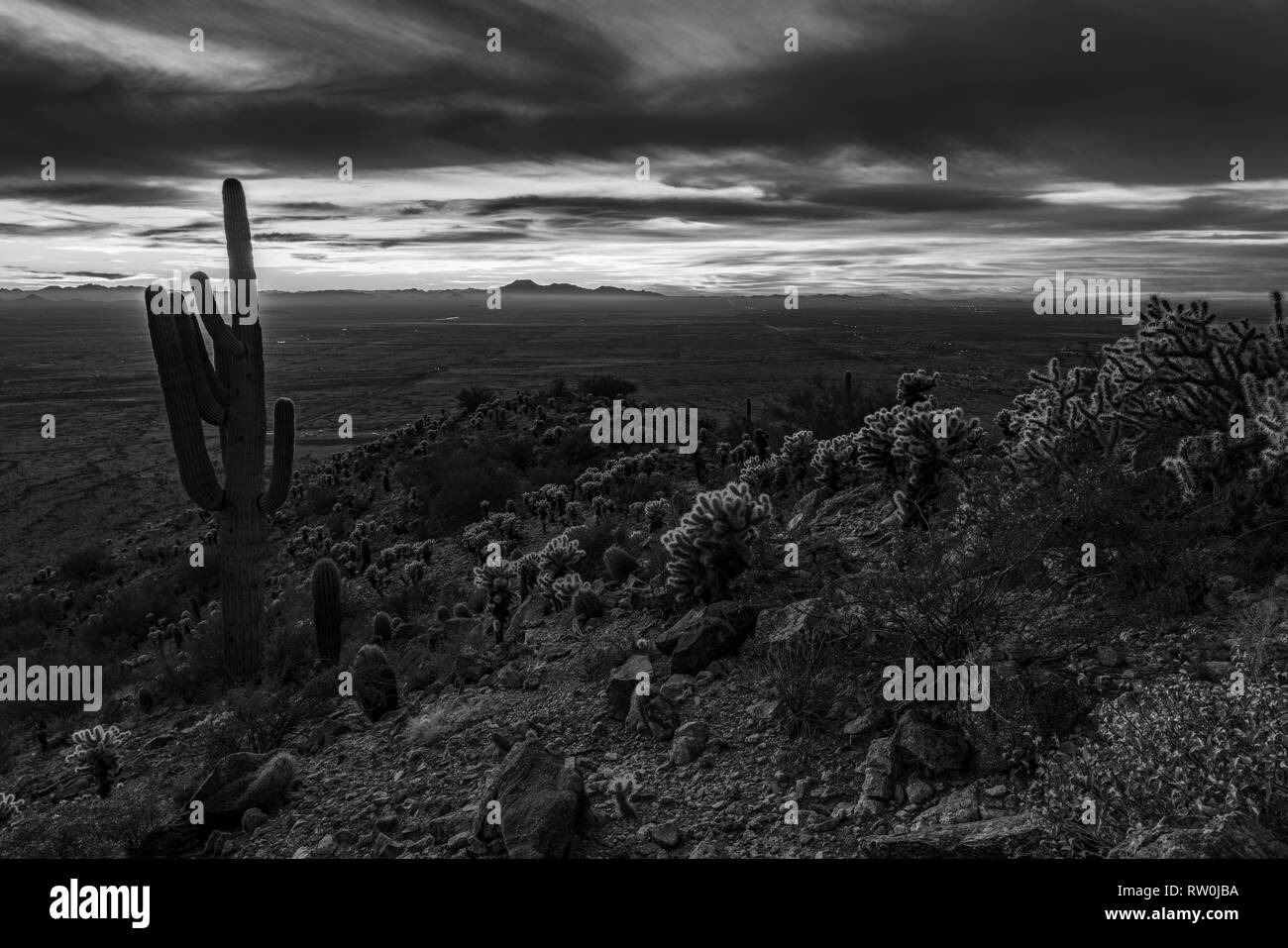 Saguaro Cactus dans le désert de l'Arizona Banque D'Images