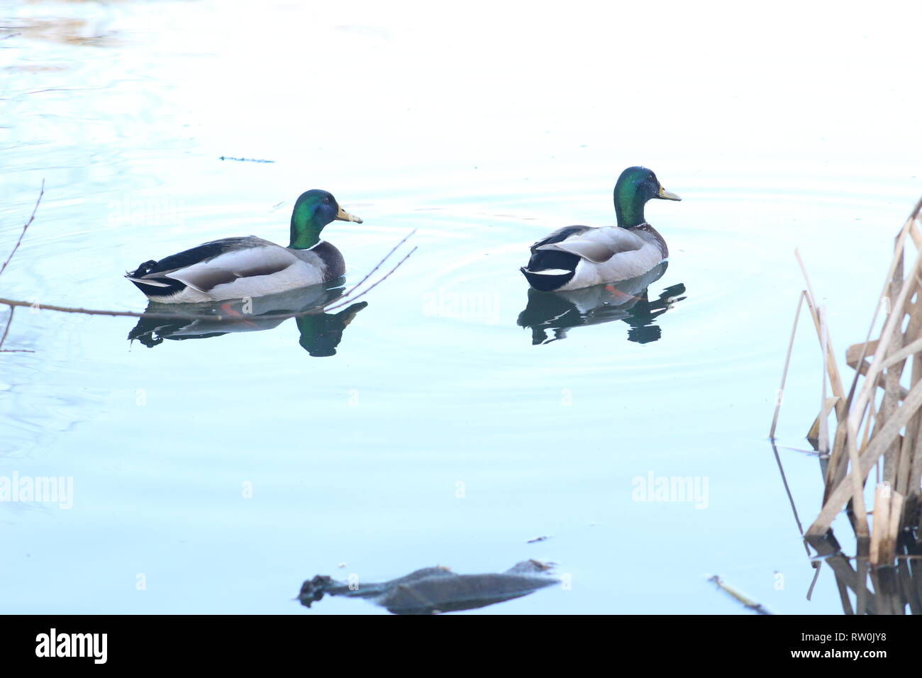 Canards colverts nageant sur un lac au Fairburn ings Yorkshire, Grande-Bretagne Banque D'Images