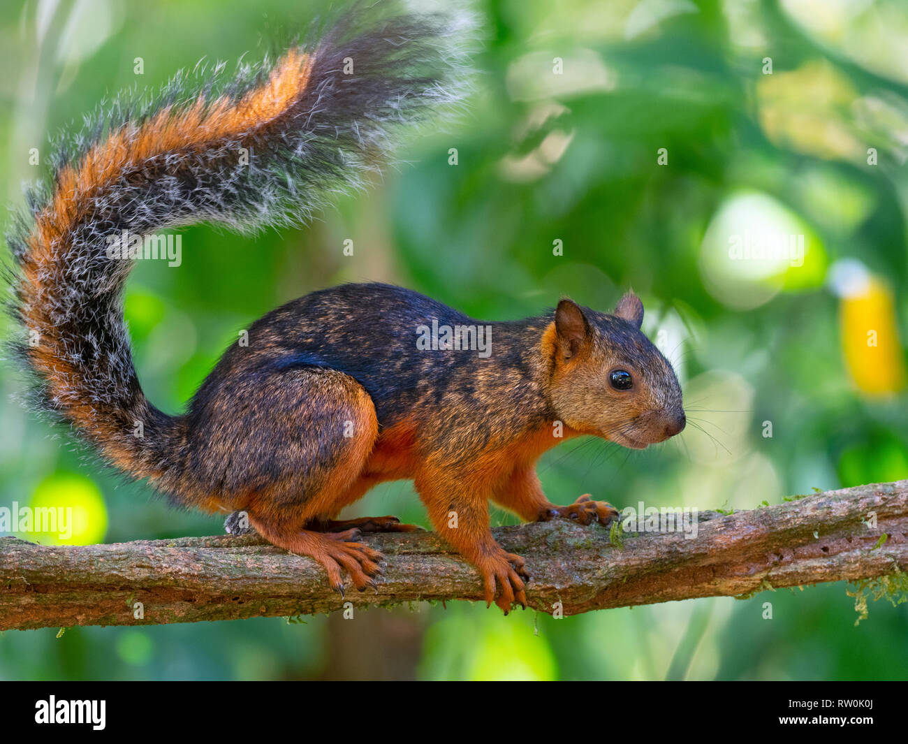 Ecureuil Sciurus variegatoides Variegated Costa Rica Banque D'Images