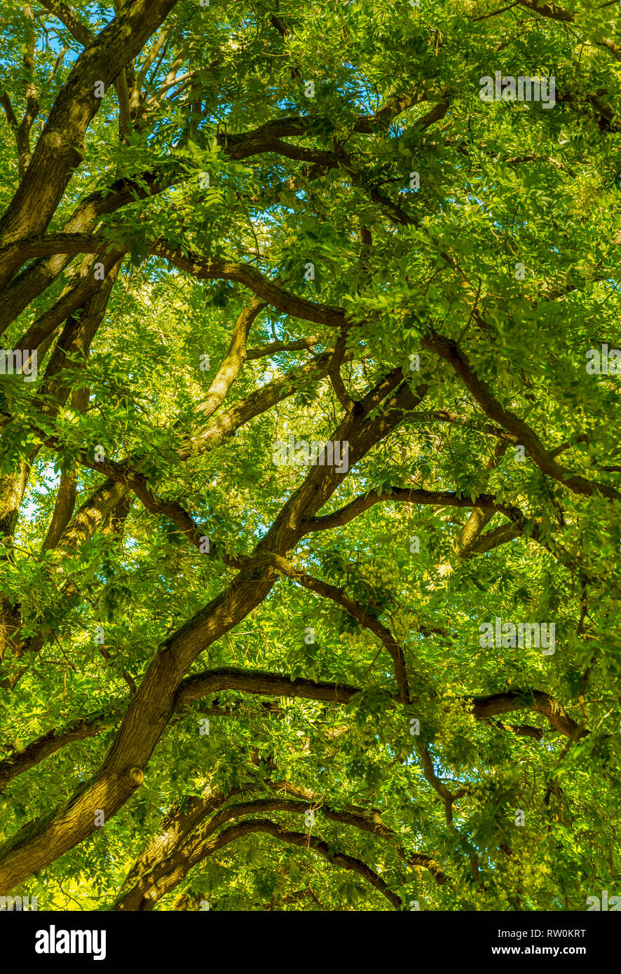 Cadre de l'environnement avec des branches d'arbre et le riche feuillage dans l'été chaud du soleil Banque D'Images