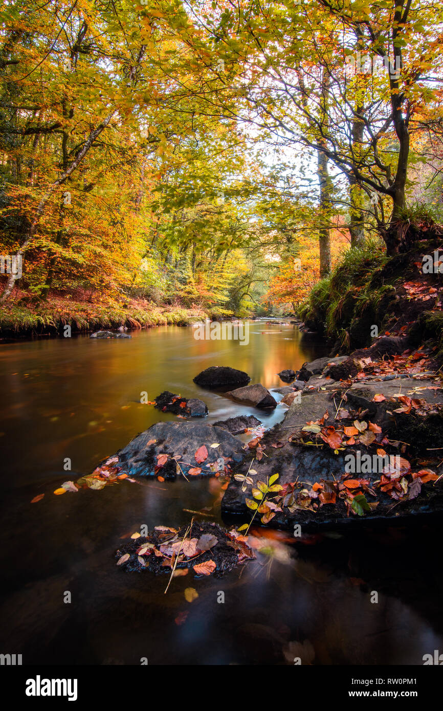 River Teign, Devon Dartmoor Couleurs d'automne et arbres Banque D'Images