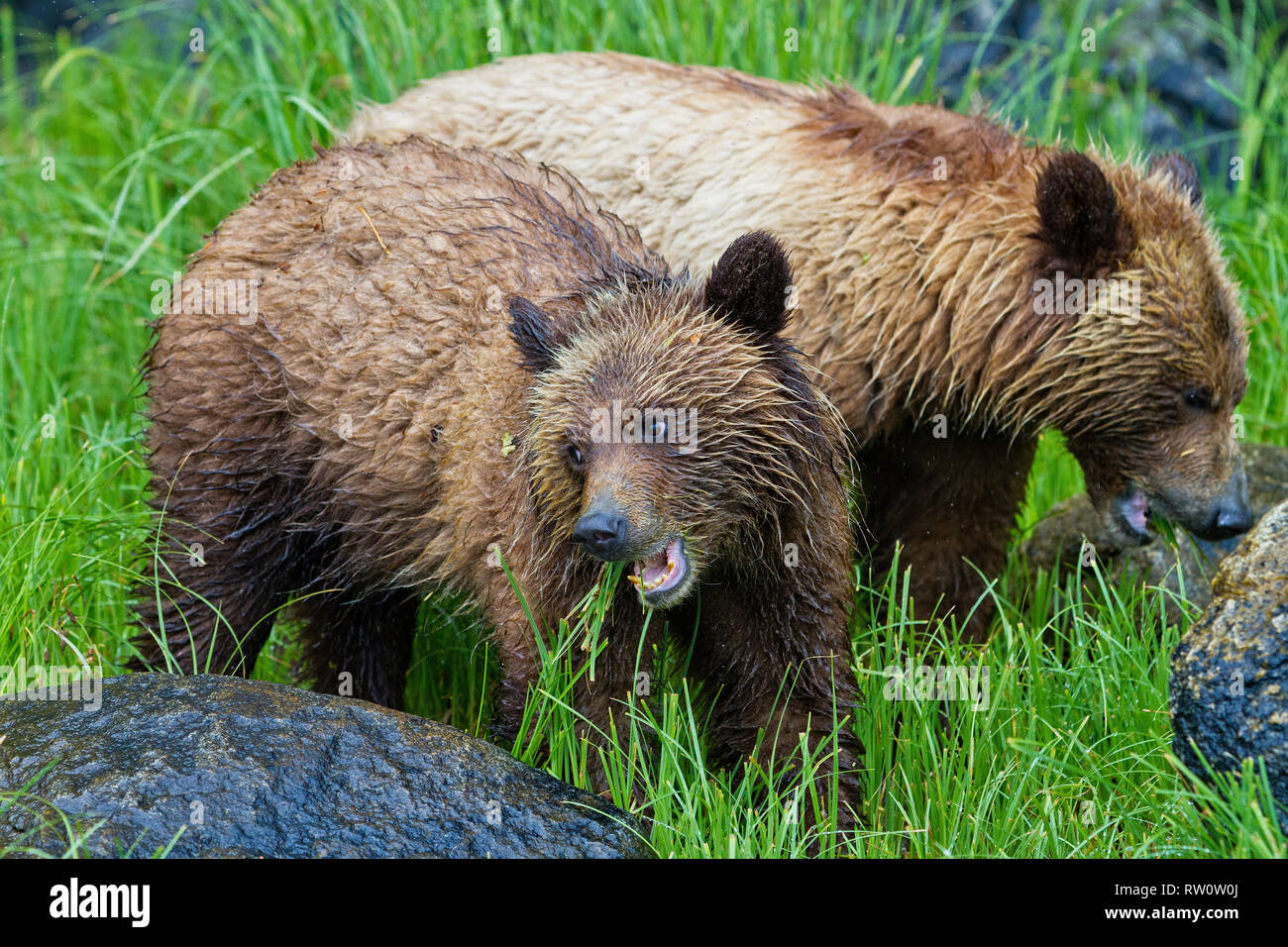Grizzly Bear cub de manger sur l'herbe près de Glendale Cove, Knight Inlet, la forêt pluviale de Great Bear, le territoire des Premières Nations en Colombie-Britannique, Canada, Banque D'Images