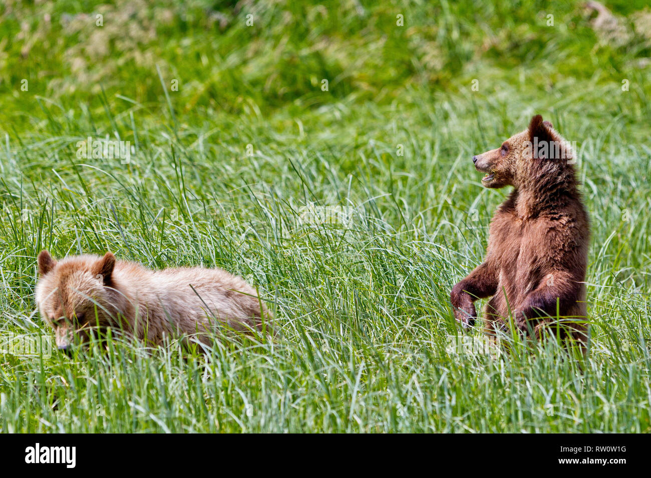 Grizzly Bear cub de manger sur l'herbe près de Glendale Cove, Knight Inlet, la forêt pluviale de Great Bear, le territoire des Premières Nations en Colombie-Britannique, Canada, Banque D'Images