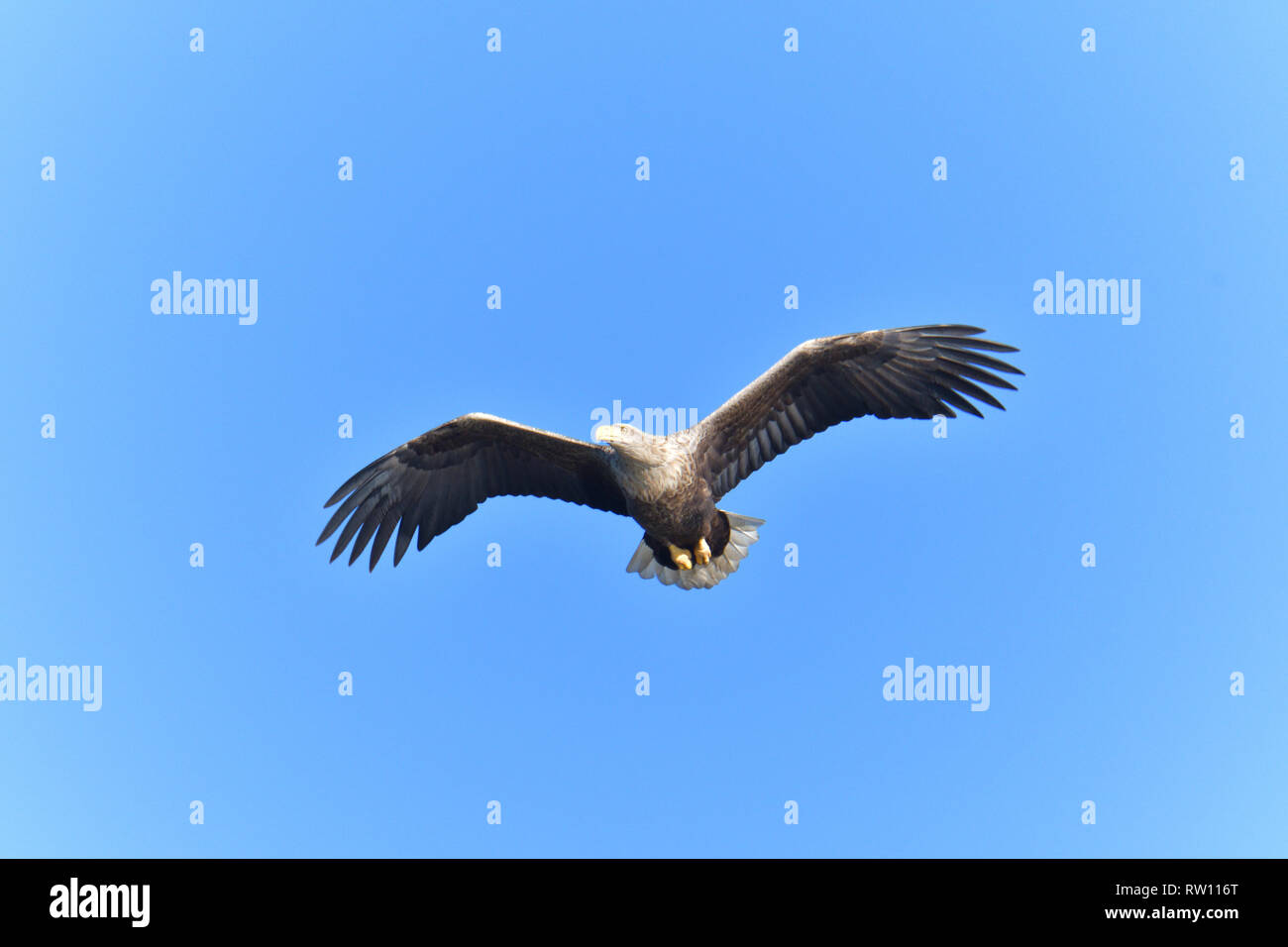 Pygargue à queue blanche (Haliaeetus albicilla), oiseau de proie, Banque D'Images