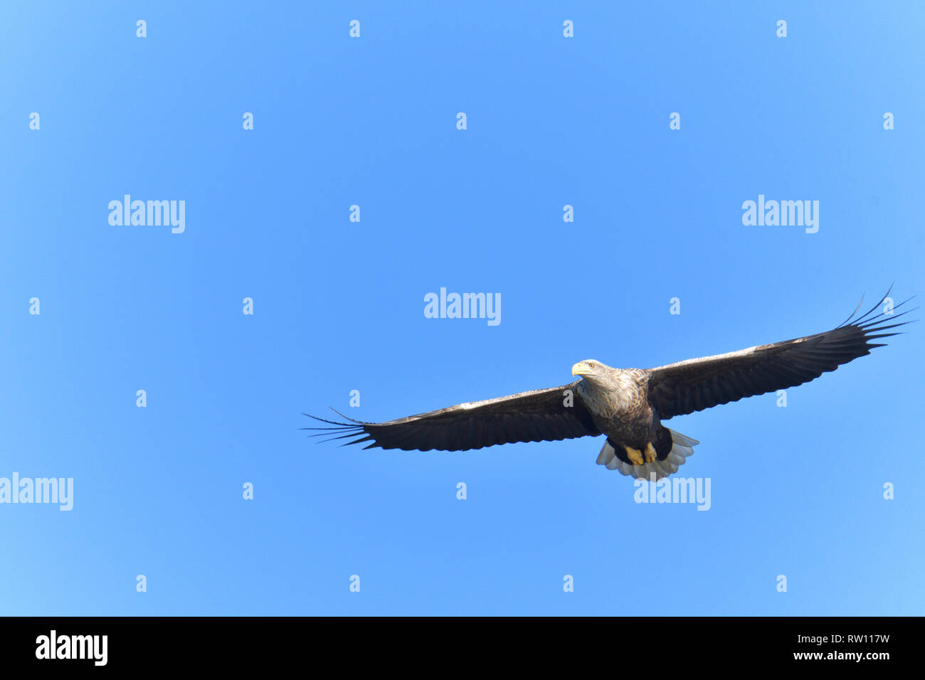 Pygargue à queue blanche (Haliaeetus albicilla), oiseau de proie, Banque D'Images