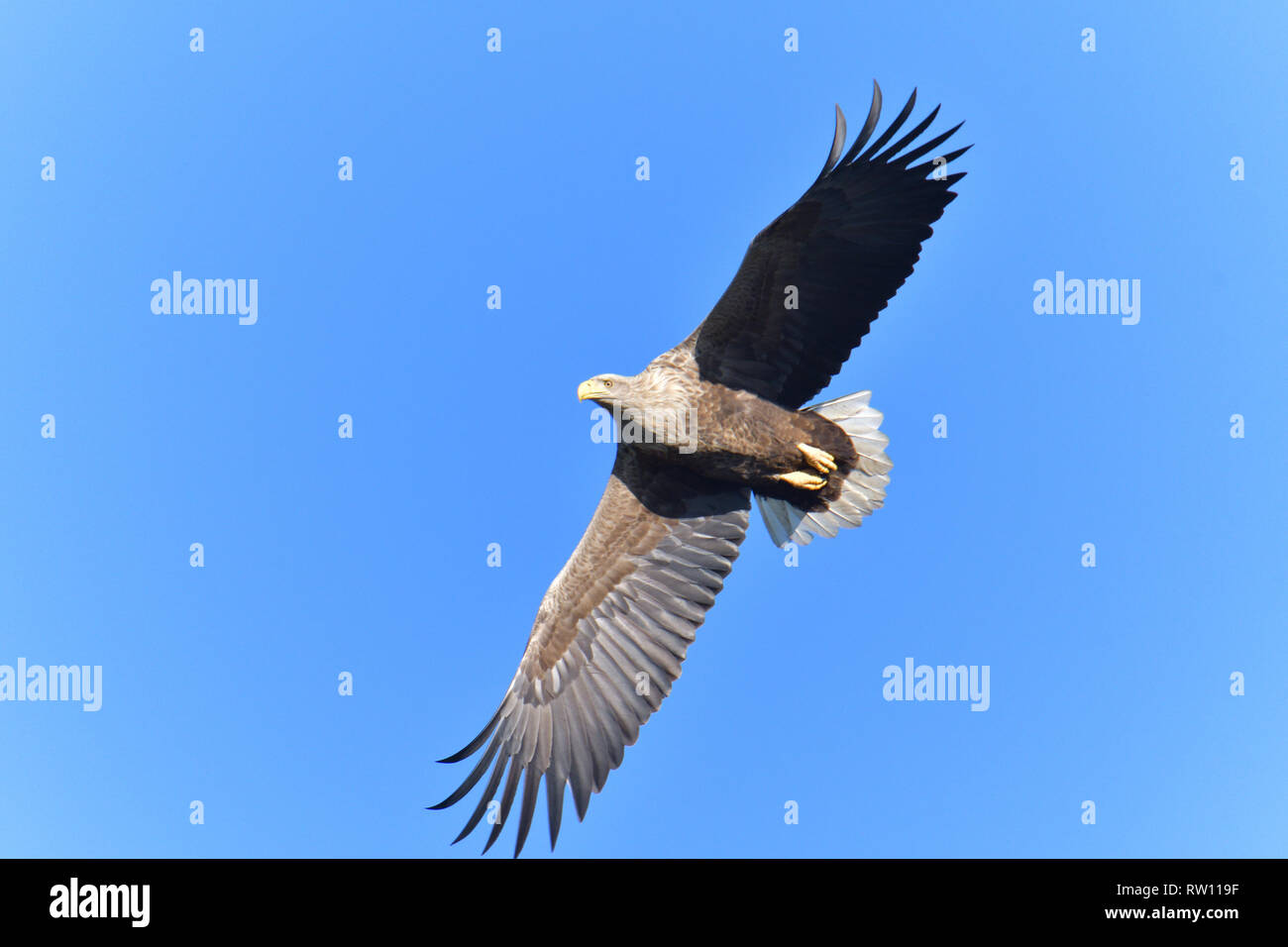 Pygargue à queue blanche (Haliaeetus albicilla), oiseau de proie, Banque D'Images