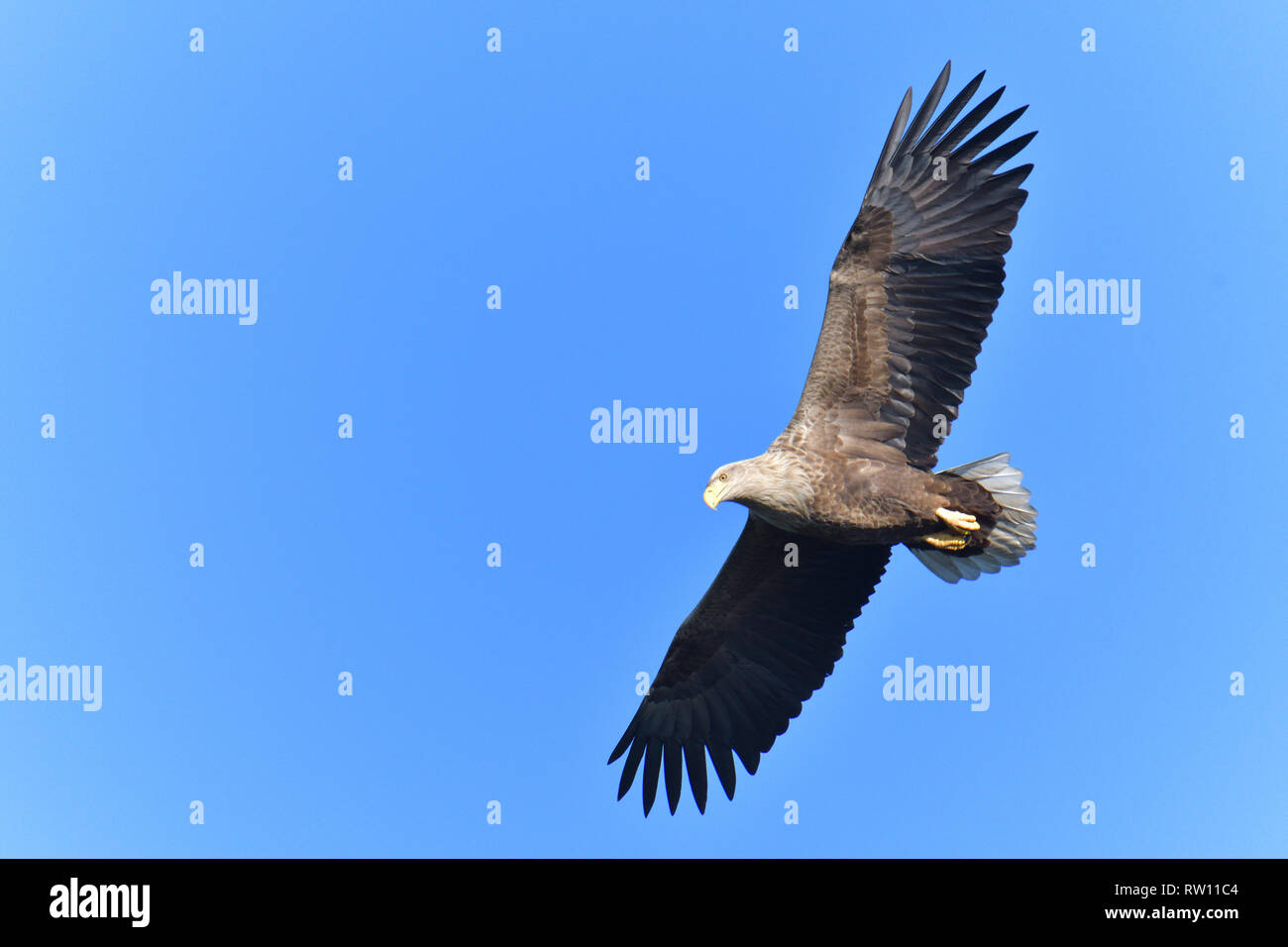 Pygargue à queue blanche (Haliaeetus albicilla), oiseau de proie, Banque D'Images