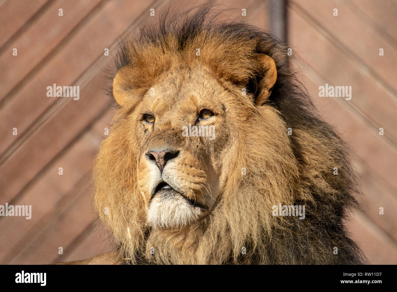 Lion mâle au Zoo de Colchester Banque D'Images