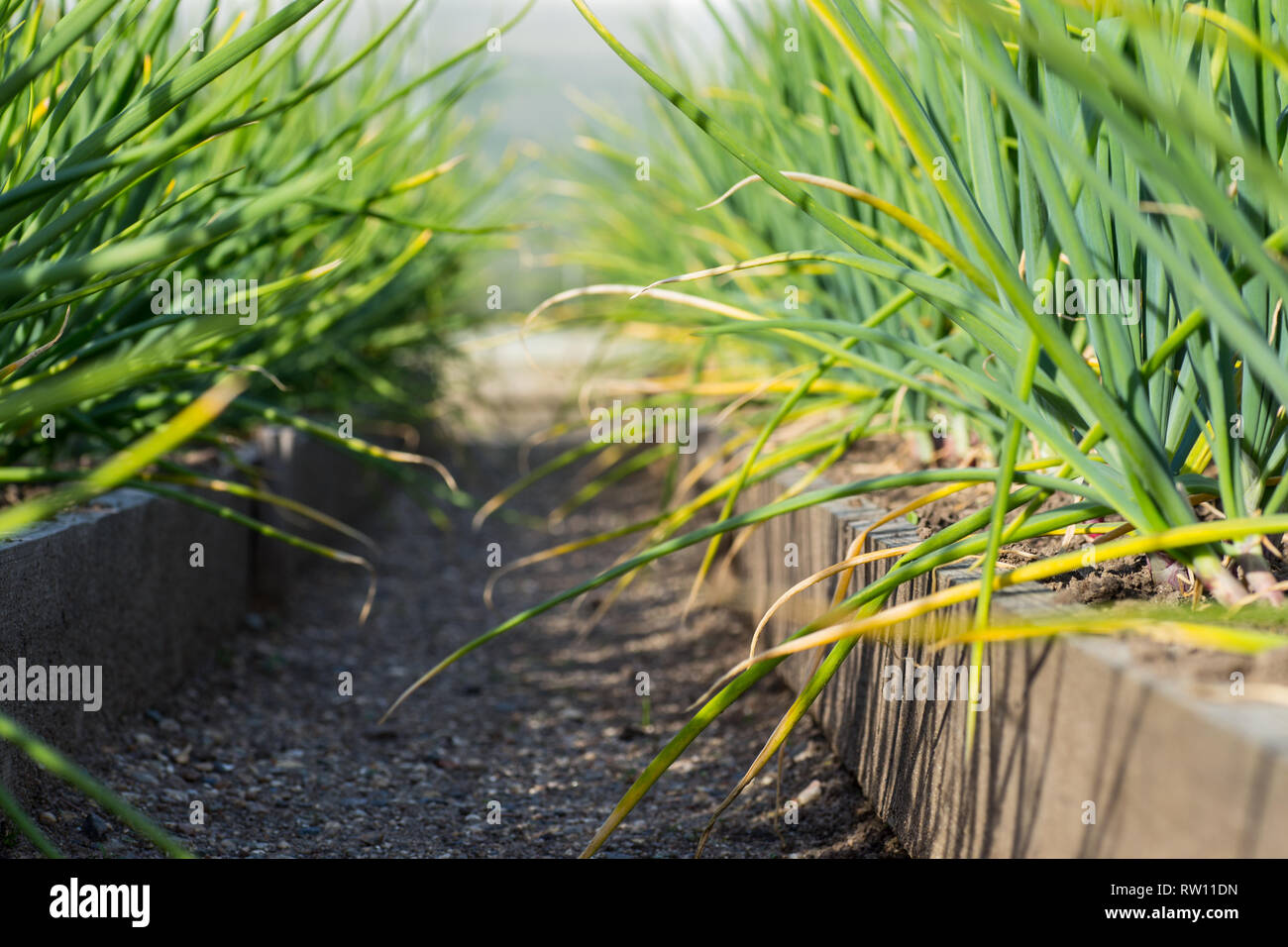 Close-up de plantation d'oignons dans le potager Banque D'Images