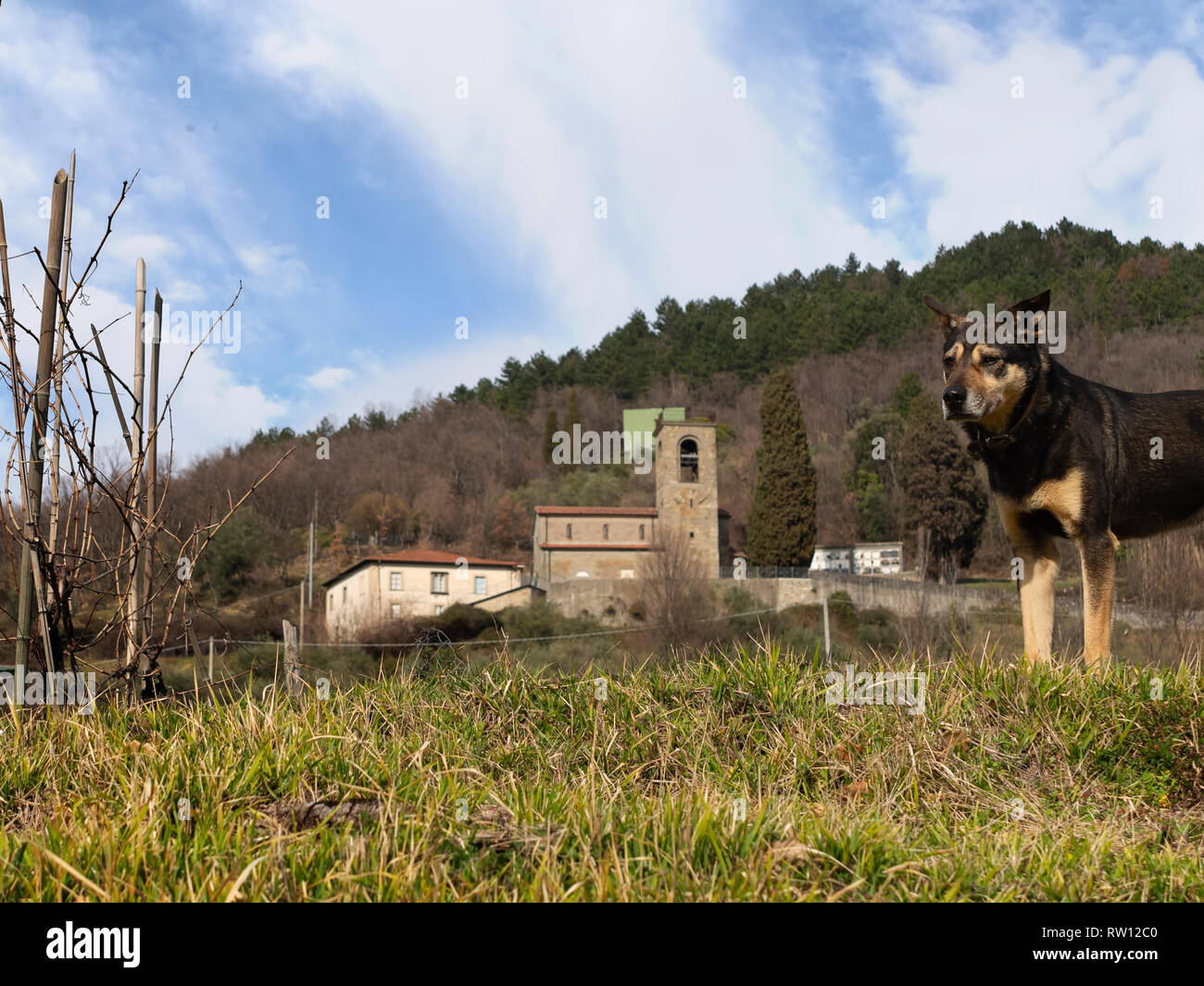 Vue éloignée de l'église, La Pieve di Santa Maria Assunta di vacances, près de Verrucola, la Lunigiana, en Italie. Un chien local signifie sentinelle. Banque D'Images
