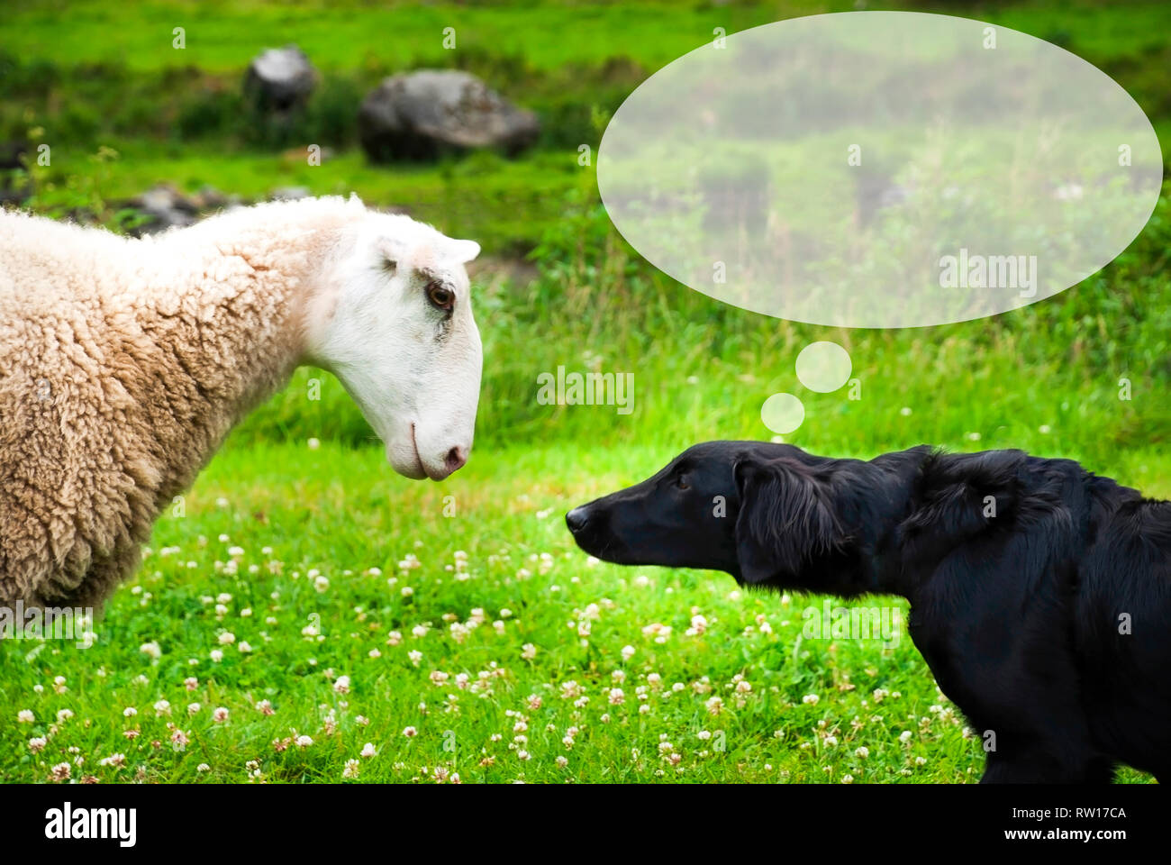 Chien Dovey, Copy Space, Bulle Banque D'Images