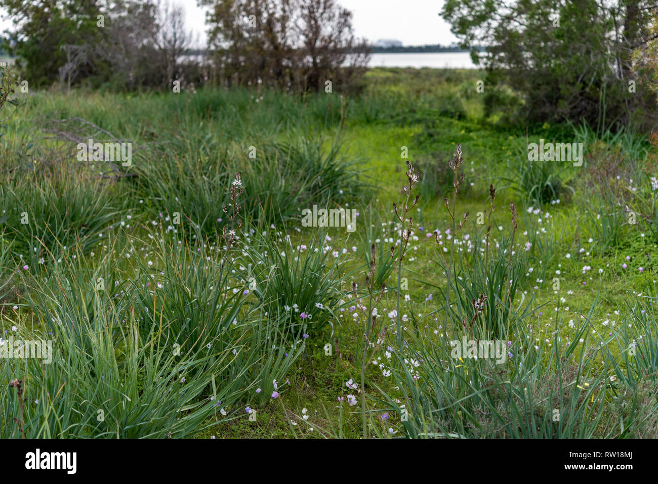 Asphodèle ramifié Asphodelus ramosus wild - - plantes en herbe Mediterraneean région ensoleillée près de Salt Lake. Forêt, parc piscine plantes perrenial Banque D'Images