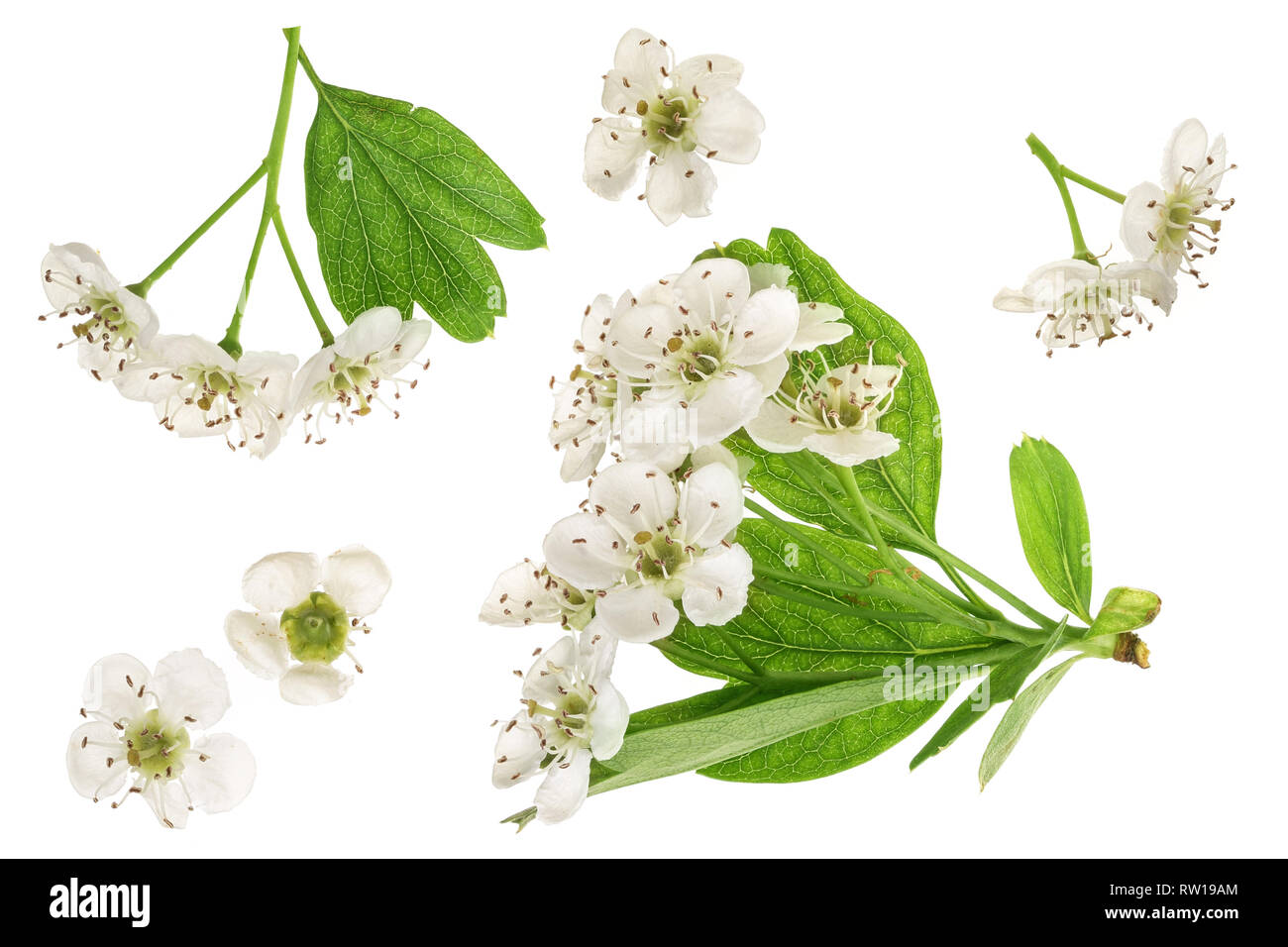 Ou Aubépine Crataegus monogyna fleurs isolé sur fond blanc Photo Stock -  Alamy