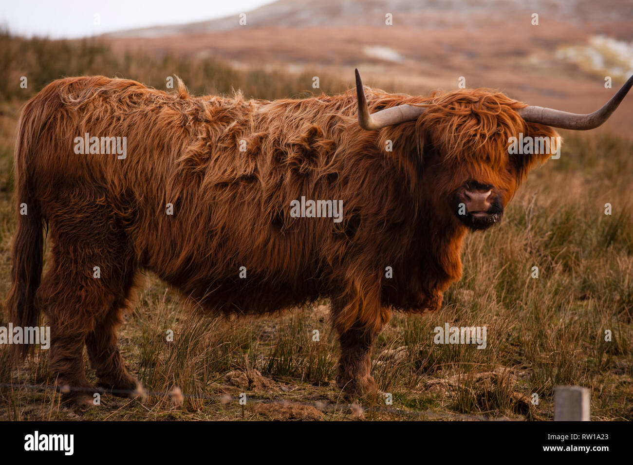 Bò, Highland cattle, Ghàidhealach Heilan coo. La race bovine écossais. Île de Skye. L'Écosse. Banque D'Images