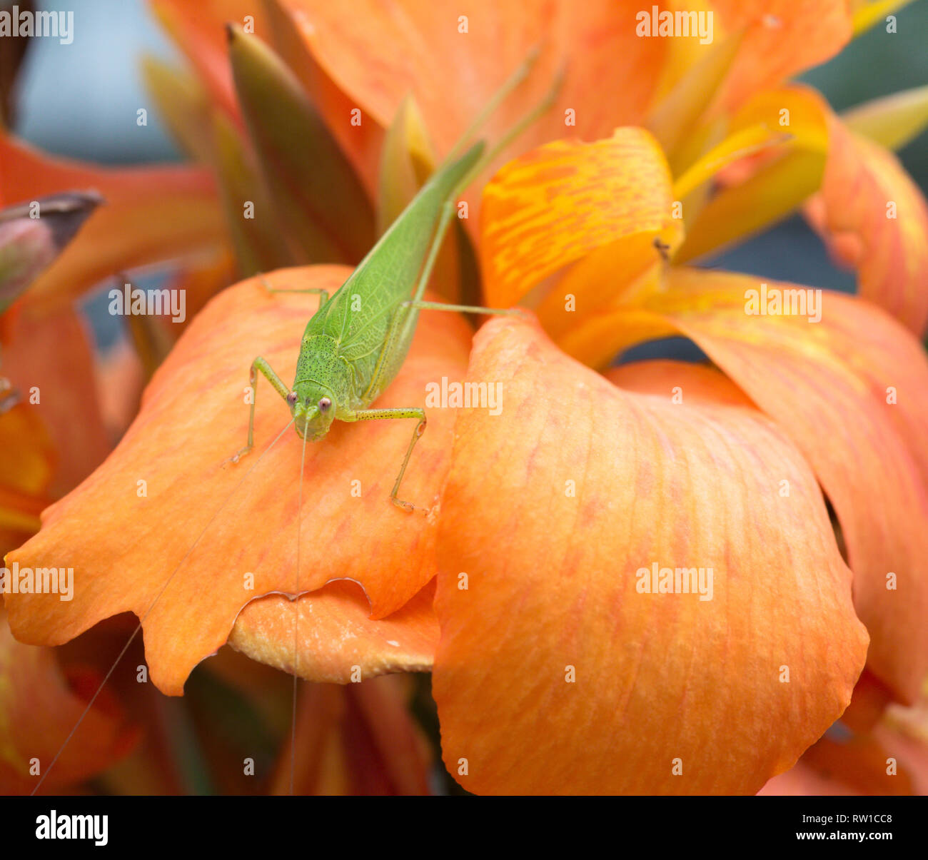 Grasshopper assis sur blossom Banque D'Images