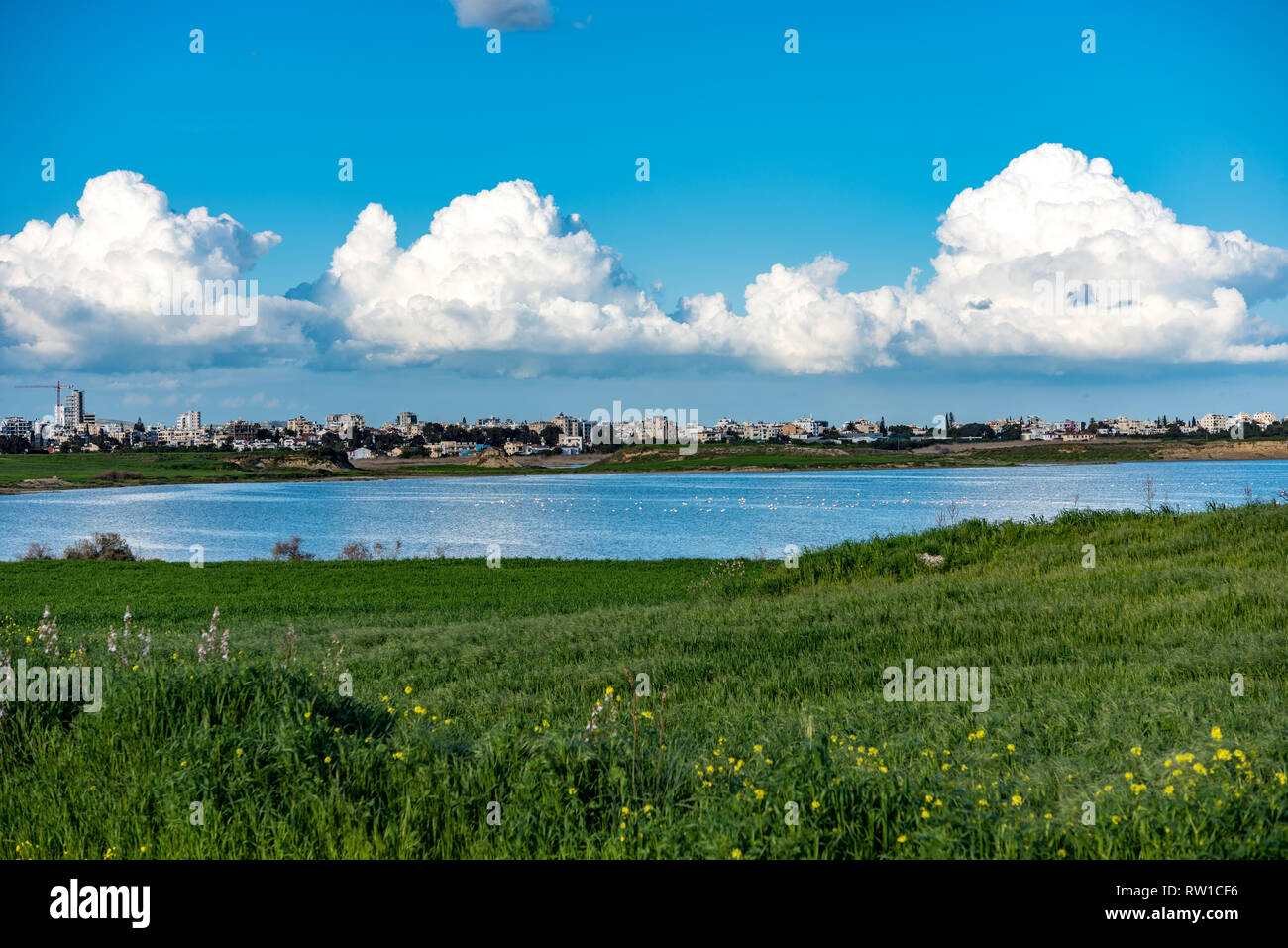 Larnaca (Larnaka) Salt Lake - voir des flamands roses et des nuages blancs. L'herbe verte et Mediterraneean des herbes. Lac bleu profond et bleu ciel Banque D'Images