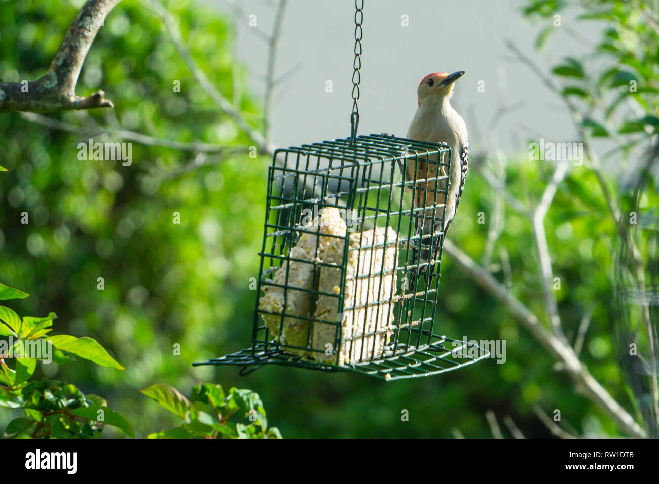 Pic à ventre rouge (Melanerpes carolinus) mâle se nourrissant d'un nourrisseur de suet en cage à Stuart, Floride, États-Unis. Banque D'Images