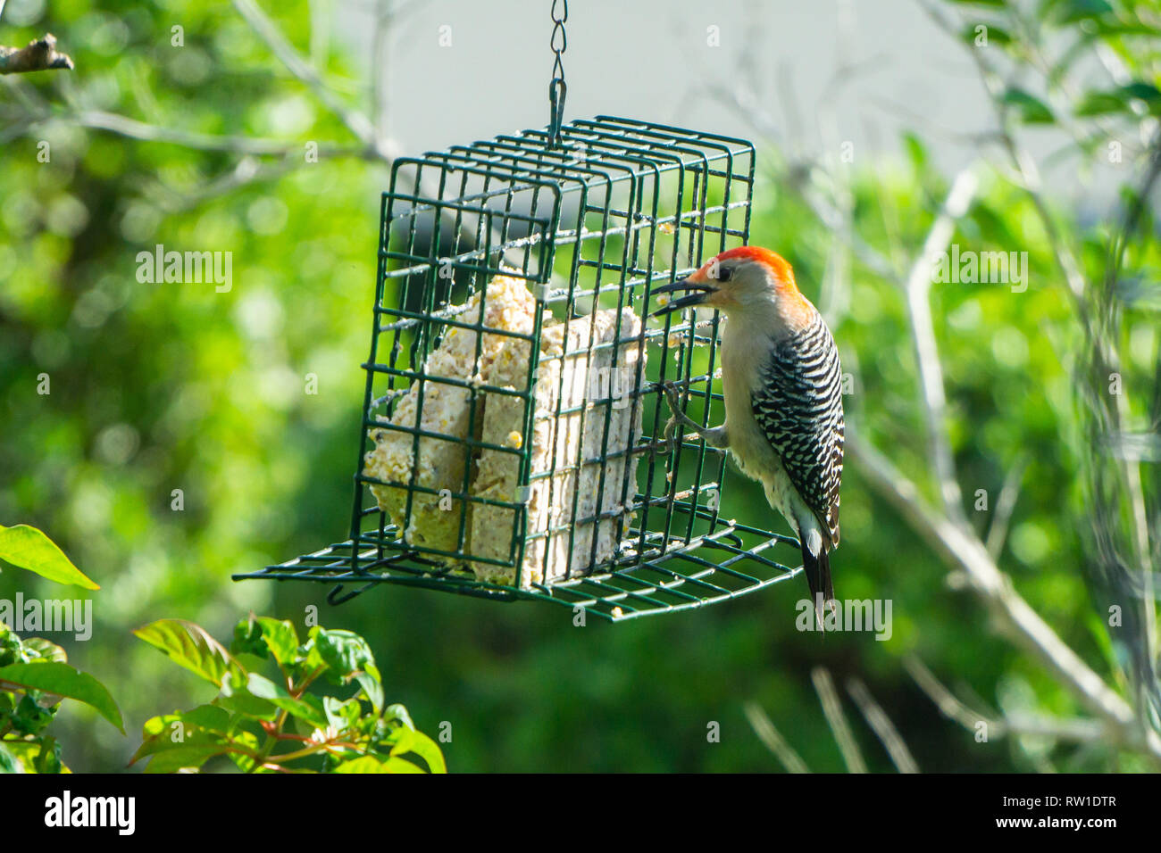 Pic à ventre rouge (Melanerpes carolinus) mâle se nourrissant d'un nourrisseur de suet en cage à Stuart, Floride, États-Unis. Banque D'Images