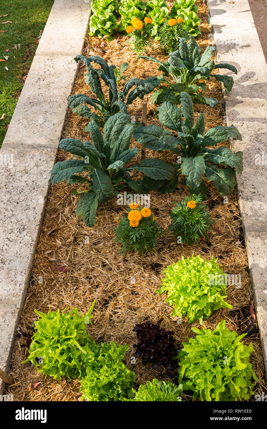 Vue supérieure, potager Banque D'Images