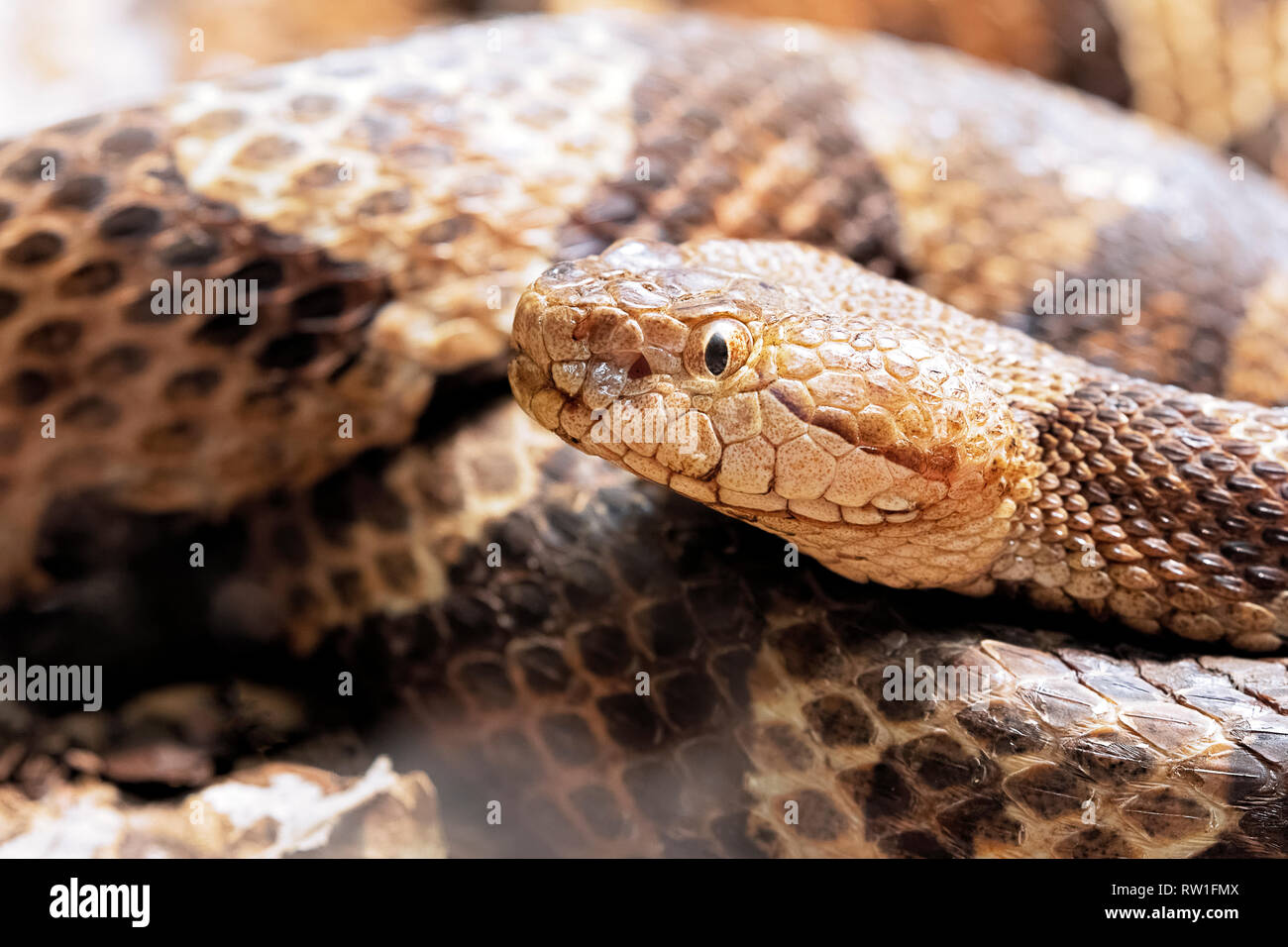 Le Nord, Agkistrodon contortrix Copperhead est un pit viper trouvés dans l'Est de l'Amérique du Nord Banque D'Images Le Nord, Agkistrodon contortrix Copperhead est un pit viper trouvés dans l'Est de l'Amérique du Nord Banque D'Images