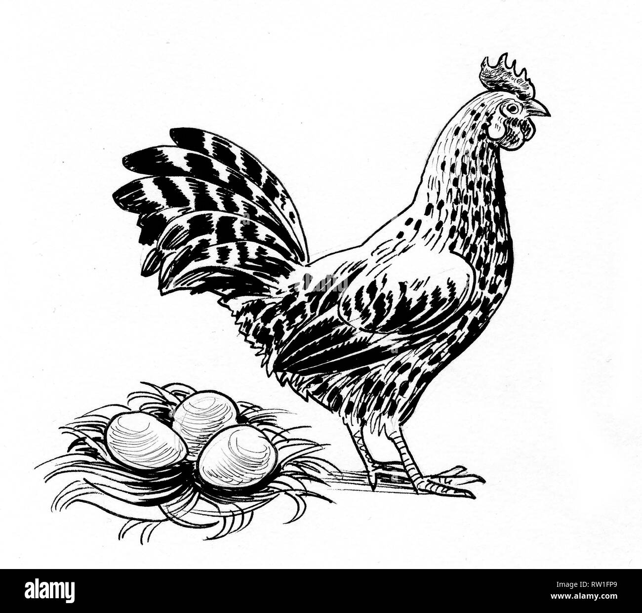 Poule et oeufs dans le nid. Dessin noir et blanc Encre Banque D'Images